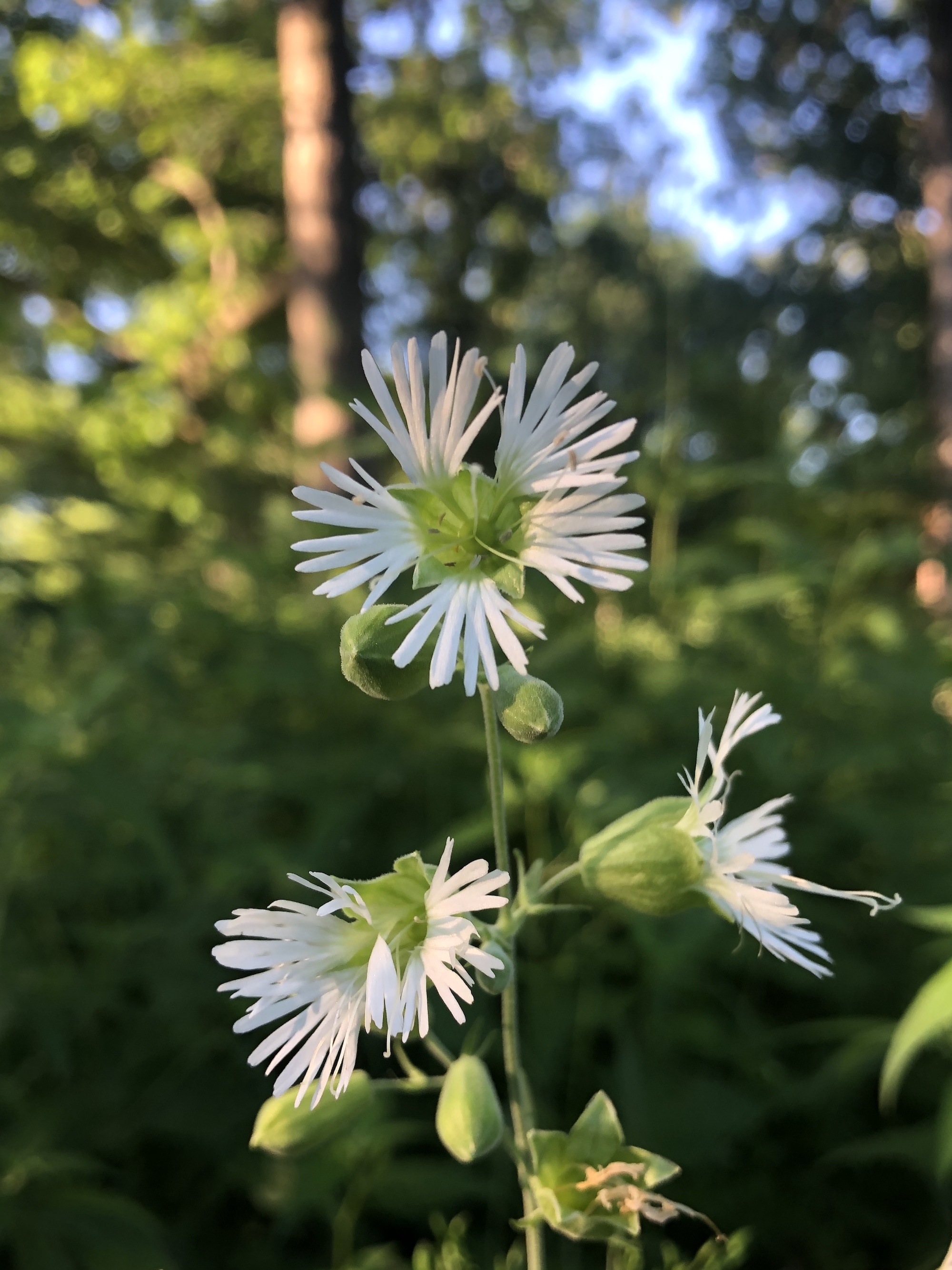 Starry Campion in Nakoma Park on July 17, 2020 in Madison, Wisconsin.