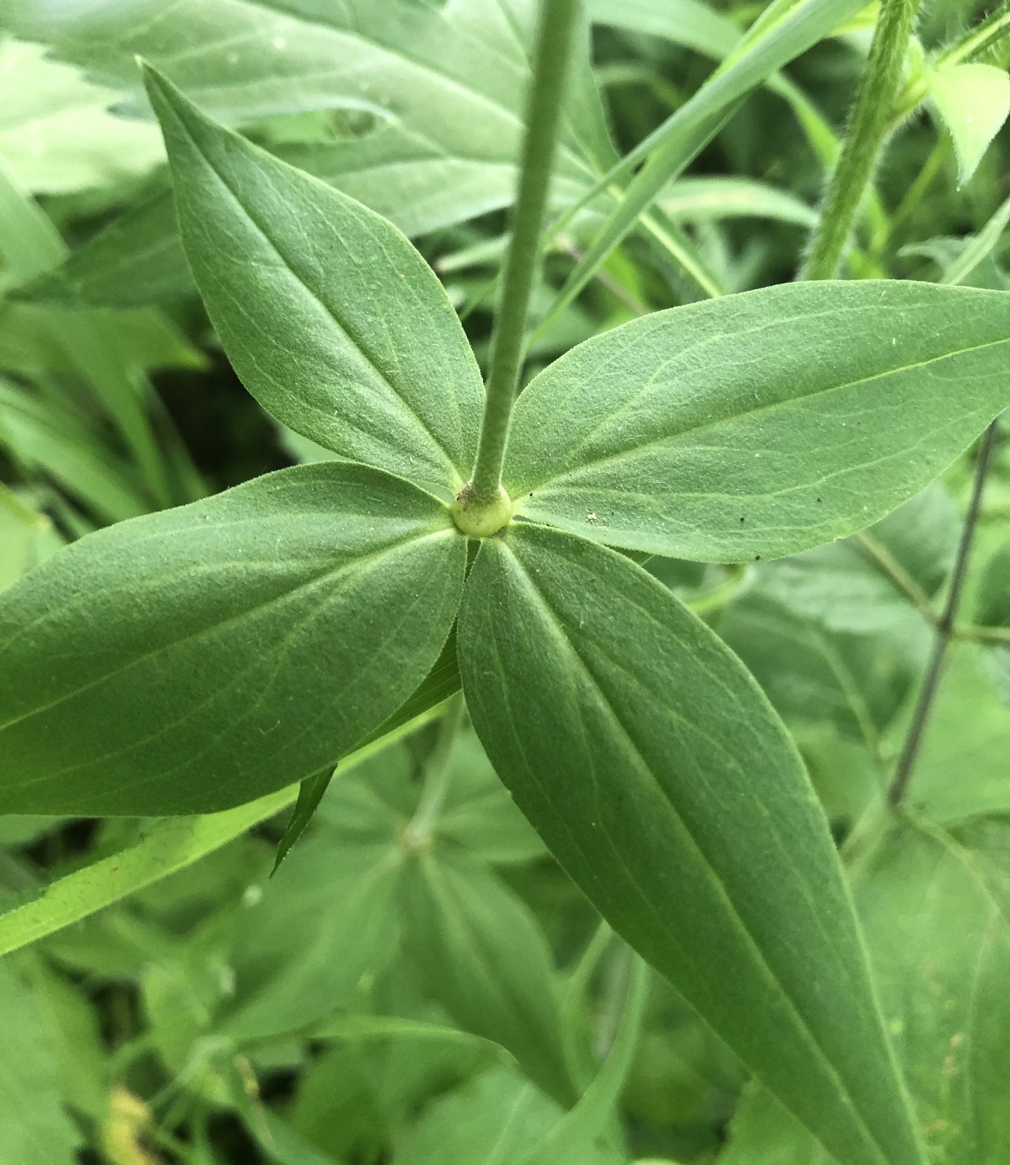 Starry Campion whorled leaves in Nakoma Park on July 14, 2020.