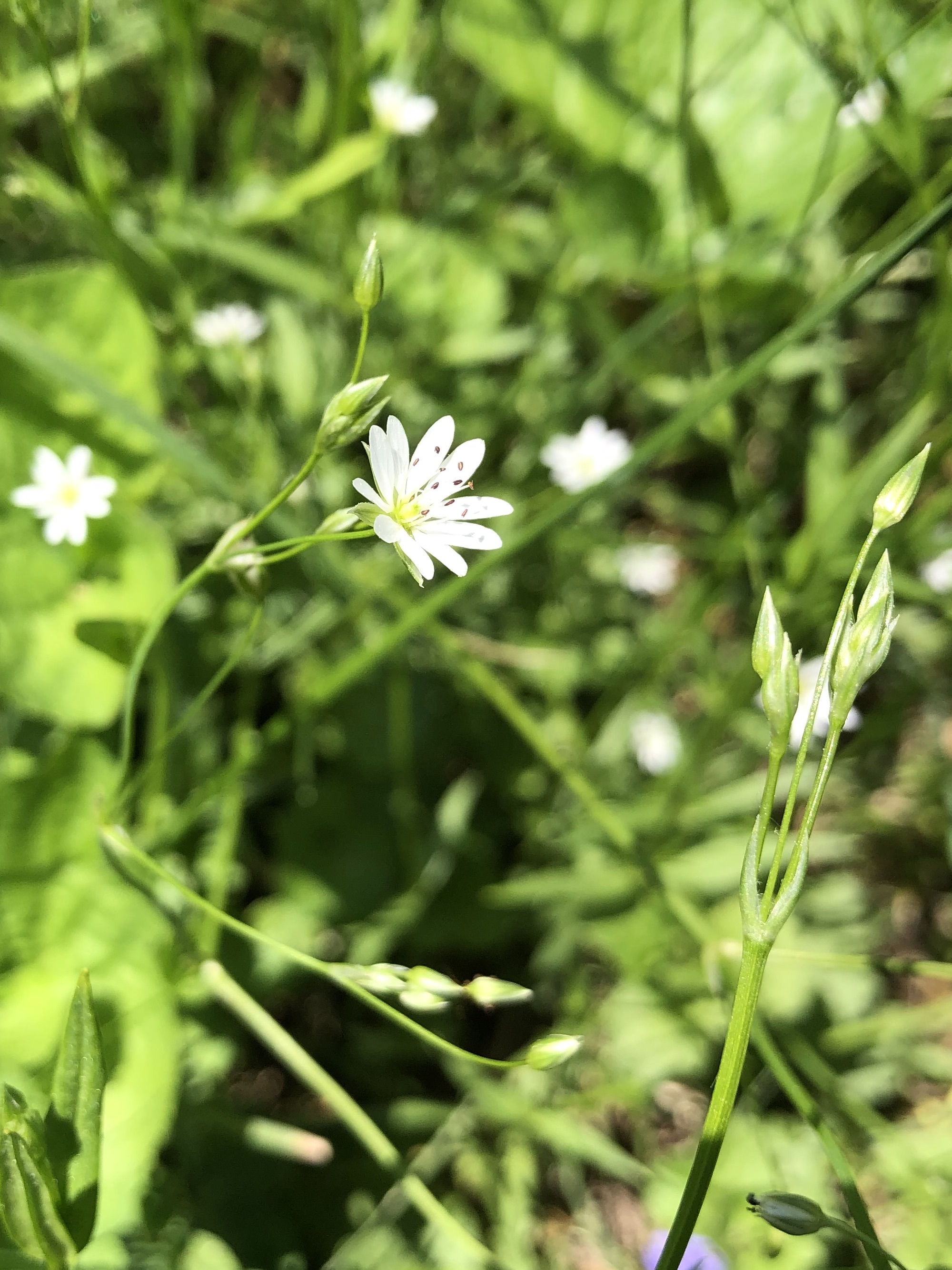 Common Stitchwort in a grassy clearing along the bike path between Odana Road and Midvale Boulevard in Madison, Wisconsin on June 2, 2022.