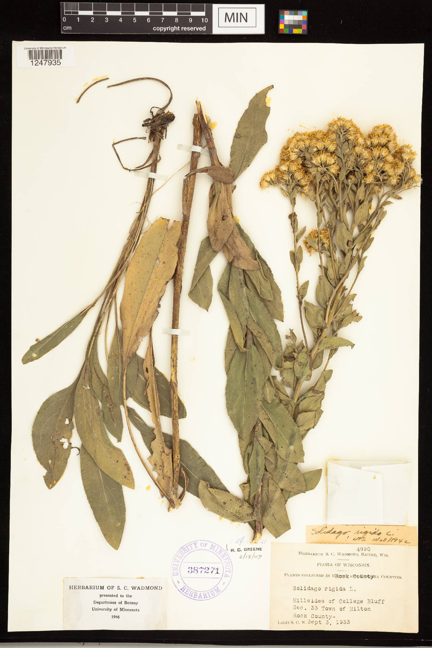 Stiff Goldenrod specimen from the town of Milton, Wisconsin dated September 3, 1933.