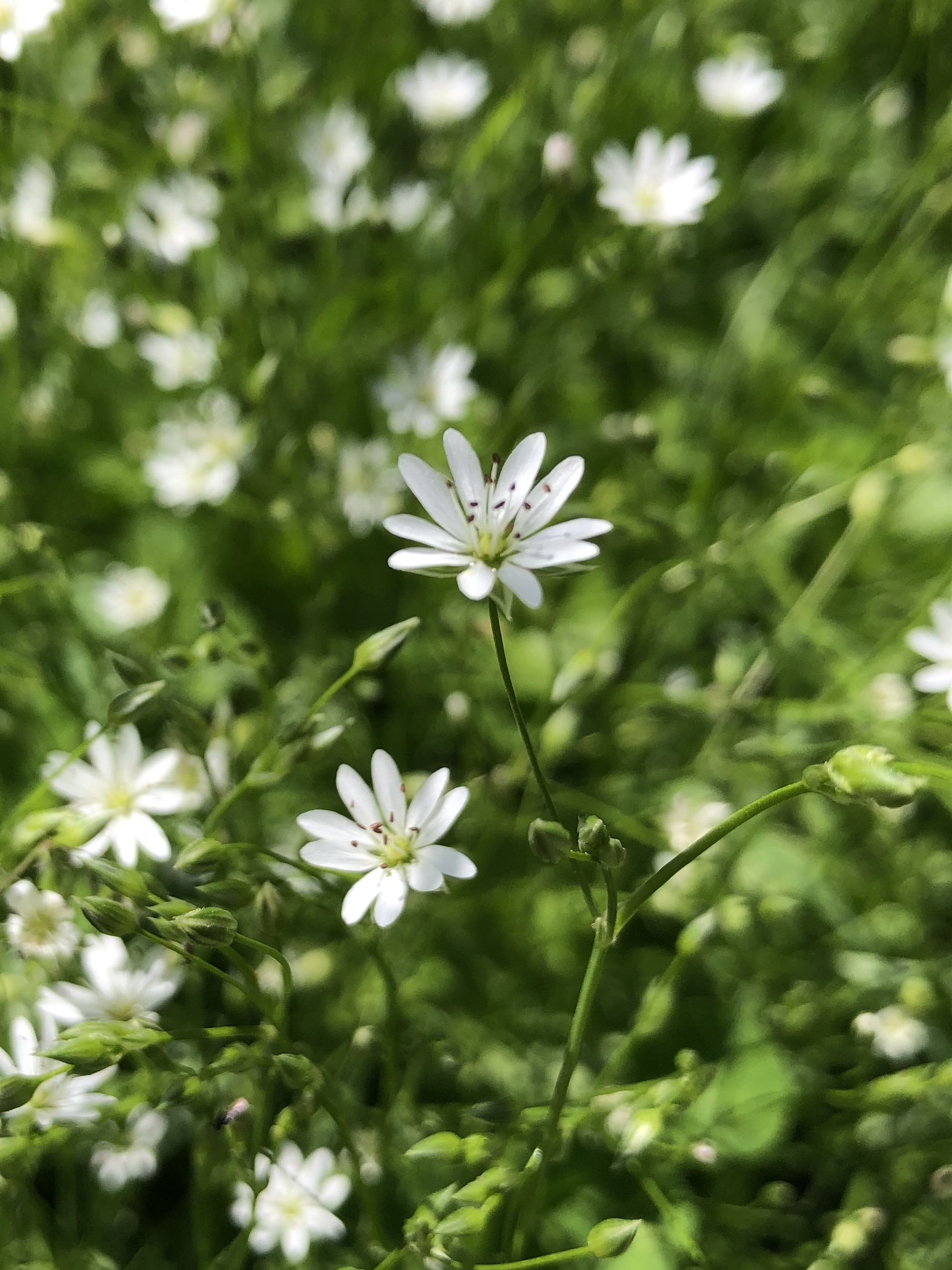 Common Stitchwort in a grassy clearing along the bike path between Odana Road and Midvale Boulevard in Madison, Wisconsin on June 3, 2022.