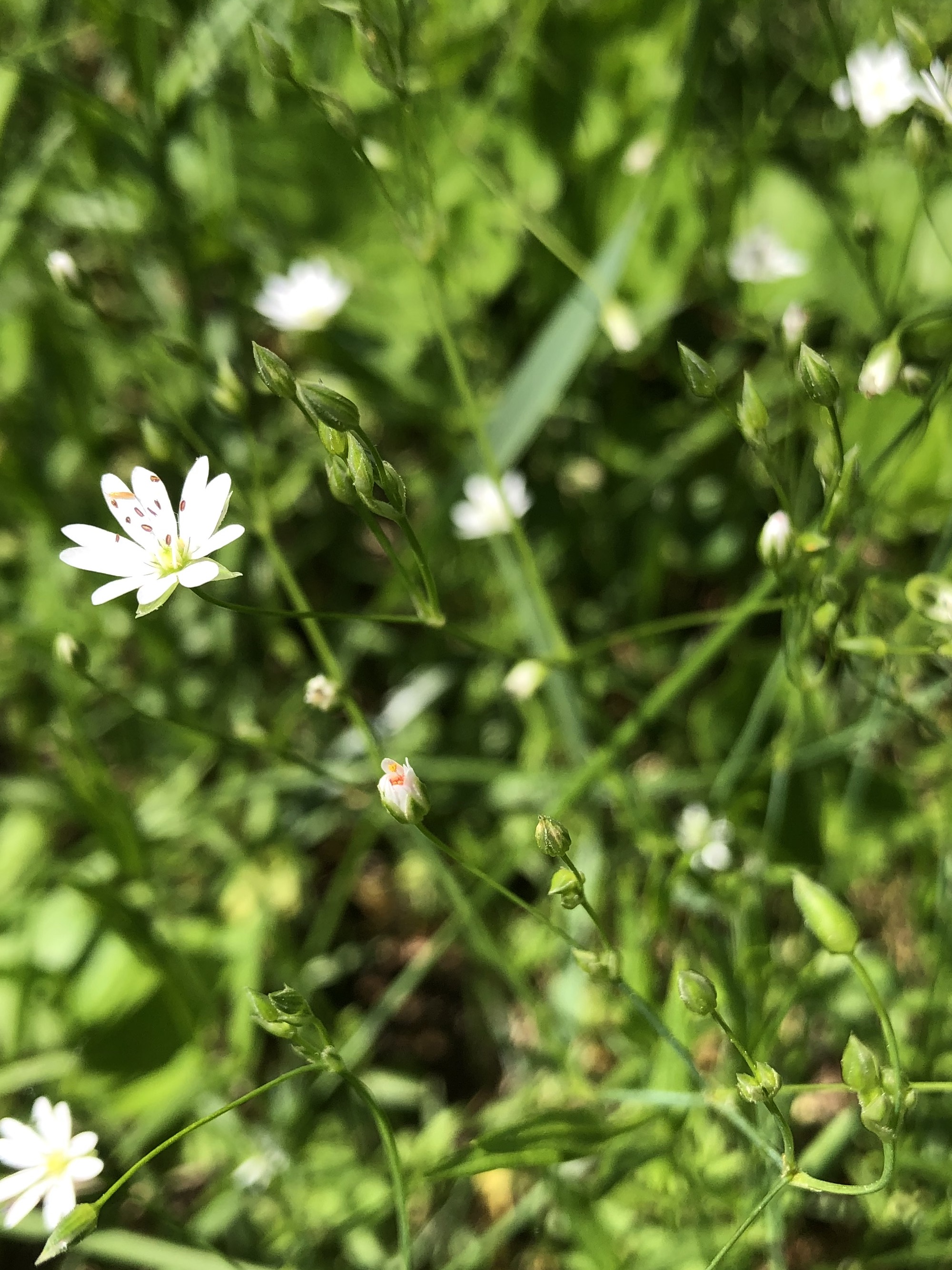 Common Stitchwort stems and leaves in a grassy clearing along the bike path between Odana Road and Midvale Boulevard in Madison, Wisconsin on June 2, 2022.