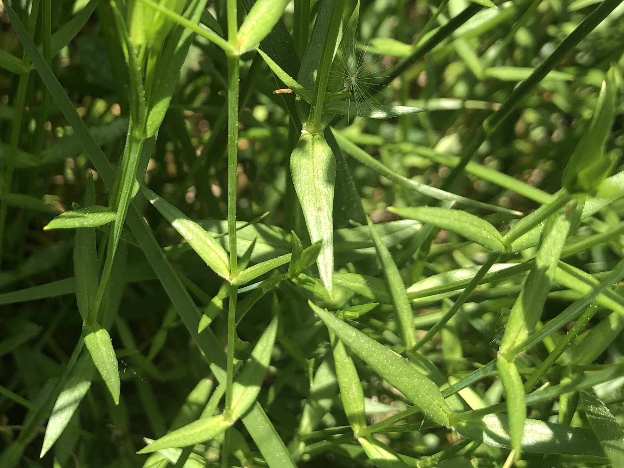 Common Stitchwort stems and leaves in a grassy clearing along the bike path between Odana Road and Midvale Boulevard in Madison, Wisconsin on June 3, 2022.