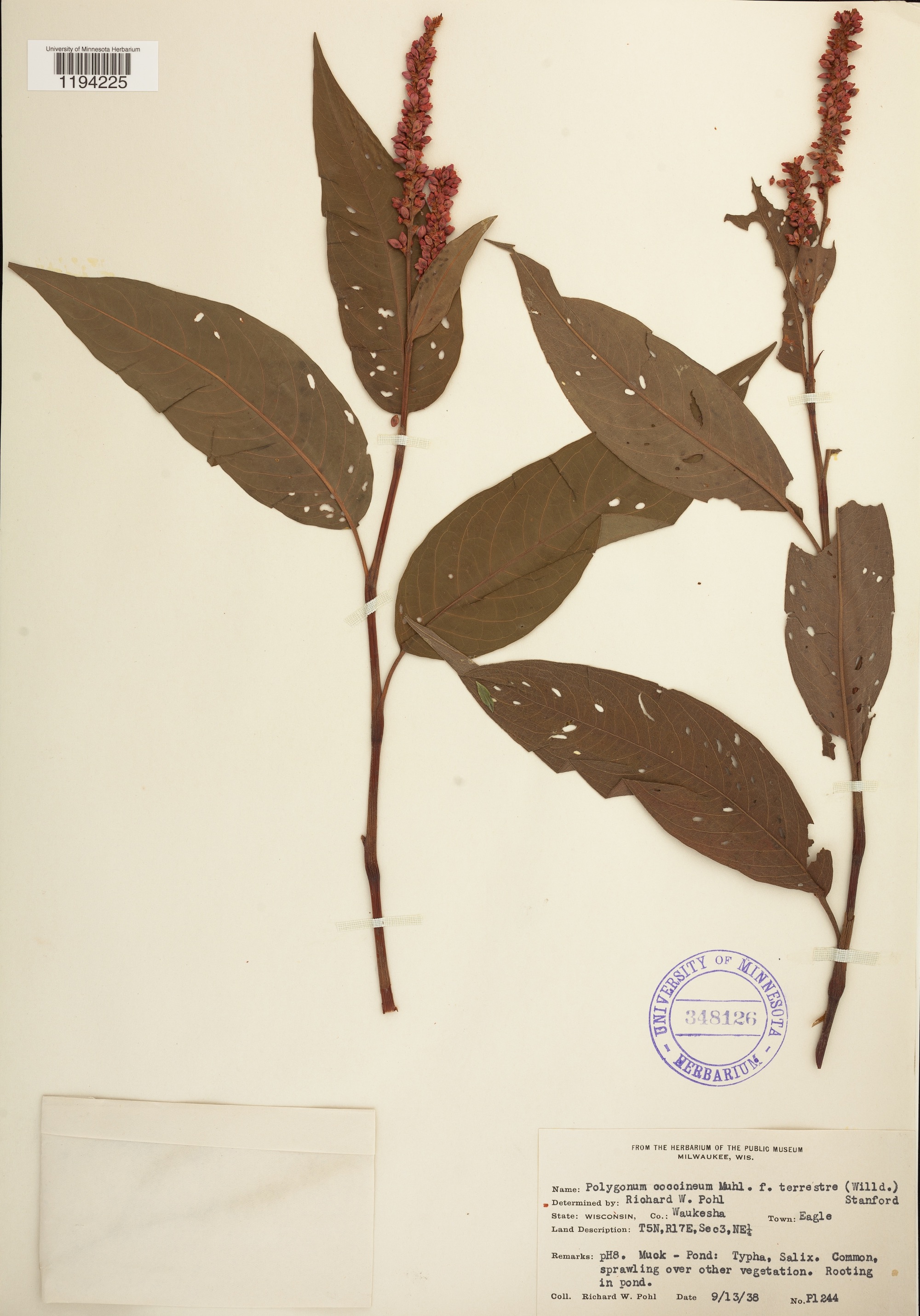 Swamp Smartweed specimen collected near the Town of Eagle in Waukesha County on September 13, 1938.