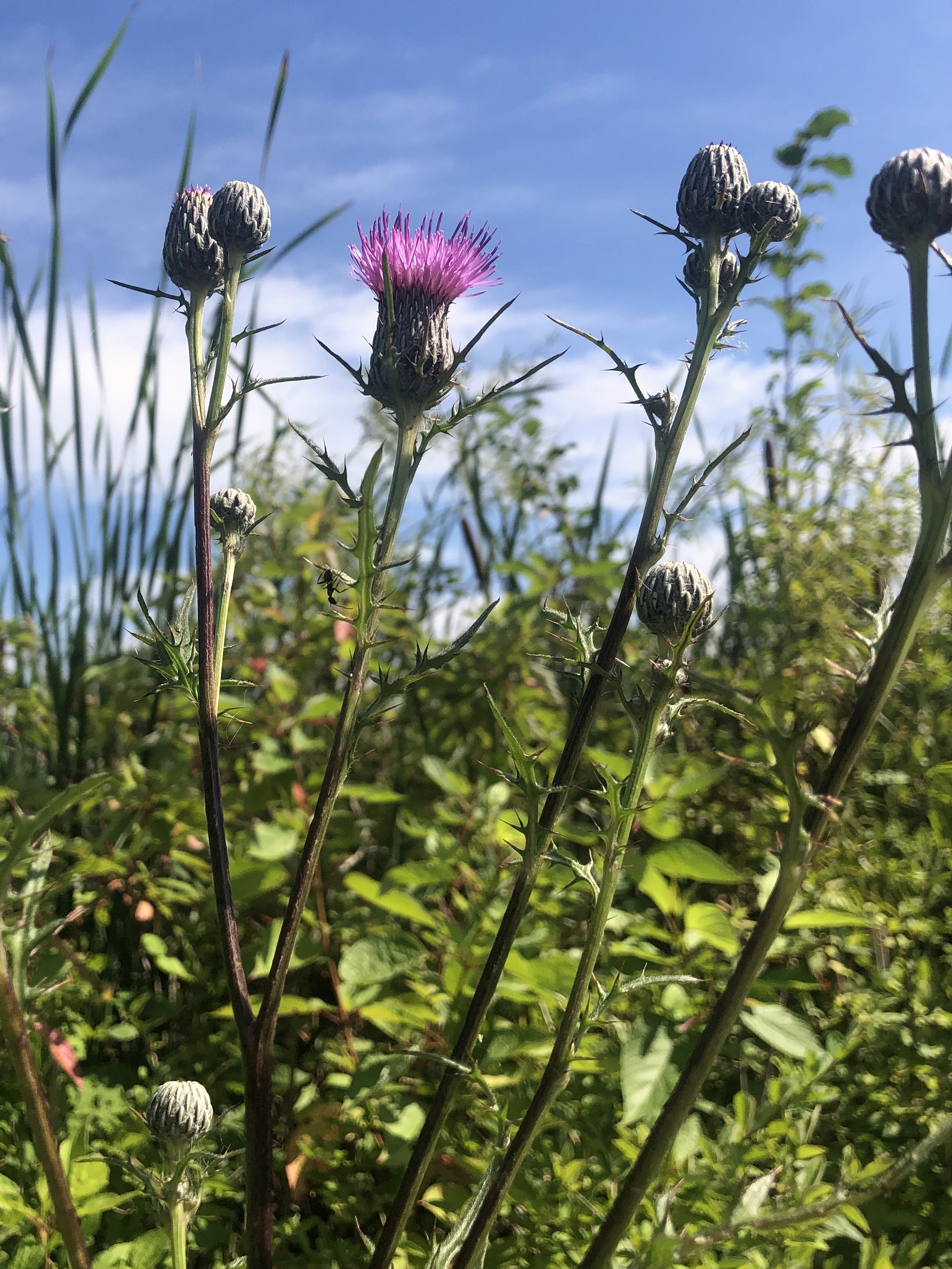 Swamp Thistle near cattails along shore of Lake Wingra along Arboretum Drive in Madison, Wisconsin on August 16, 2022.