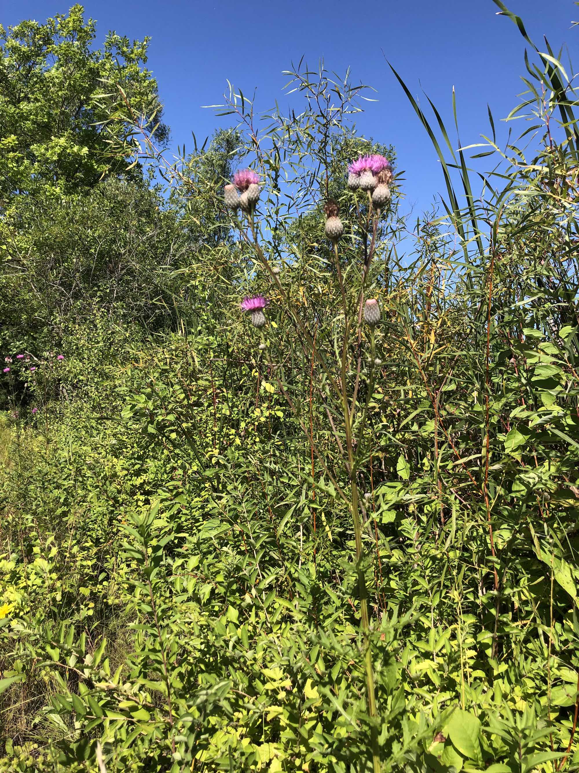 Swamp Thistle near cattails along shore of Lake Wingra along Arboretum Drive in Madison, Wisconsin on August 30, 2022.