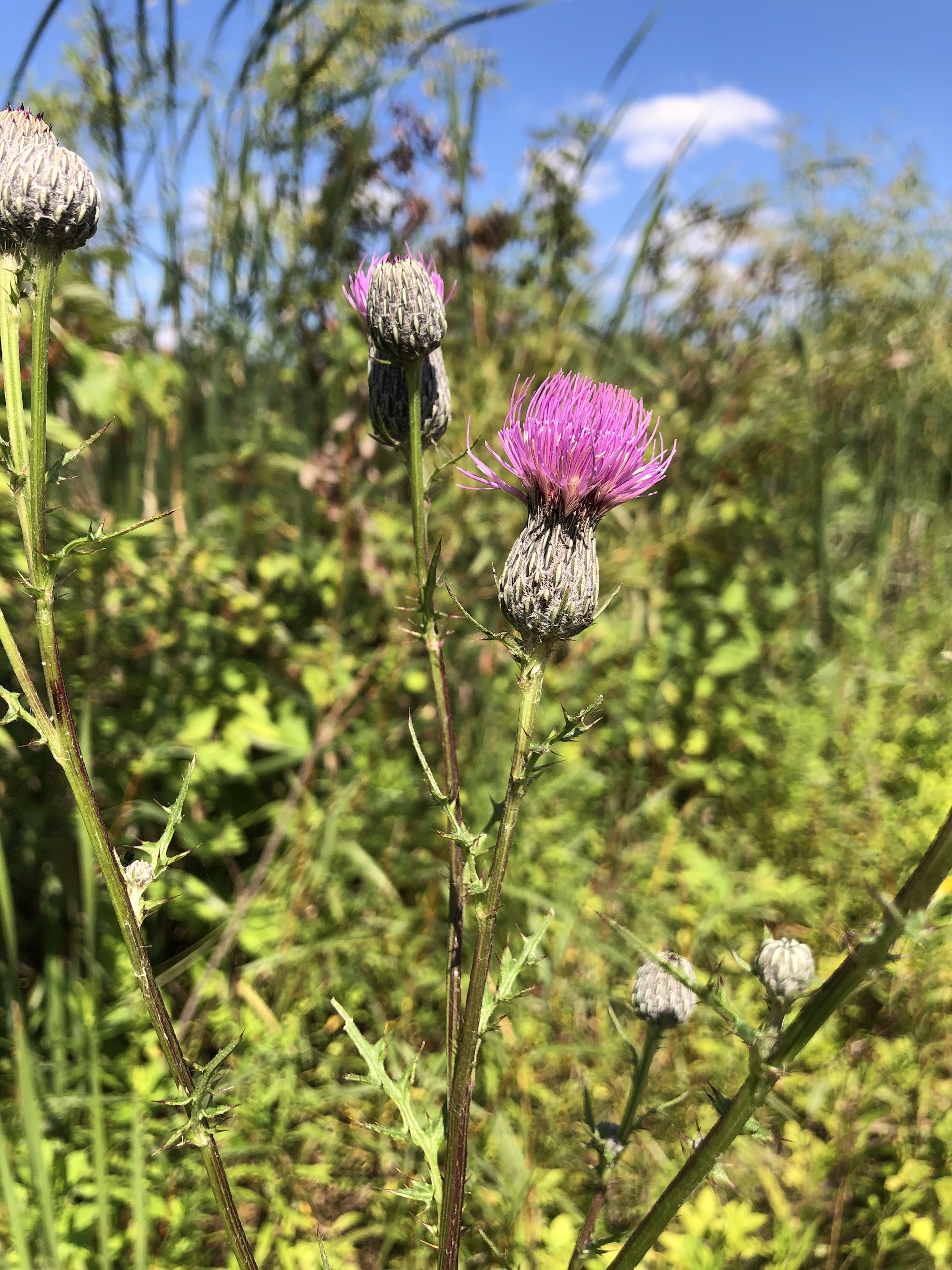 Swamp Thistle near cattails along shore of Lake Wingra along Arboretum Drive in Madison, Wisconsin on August 22, 2022.