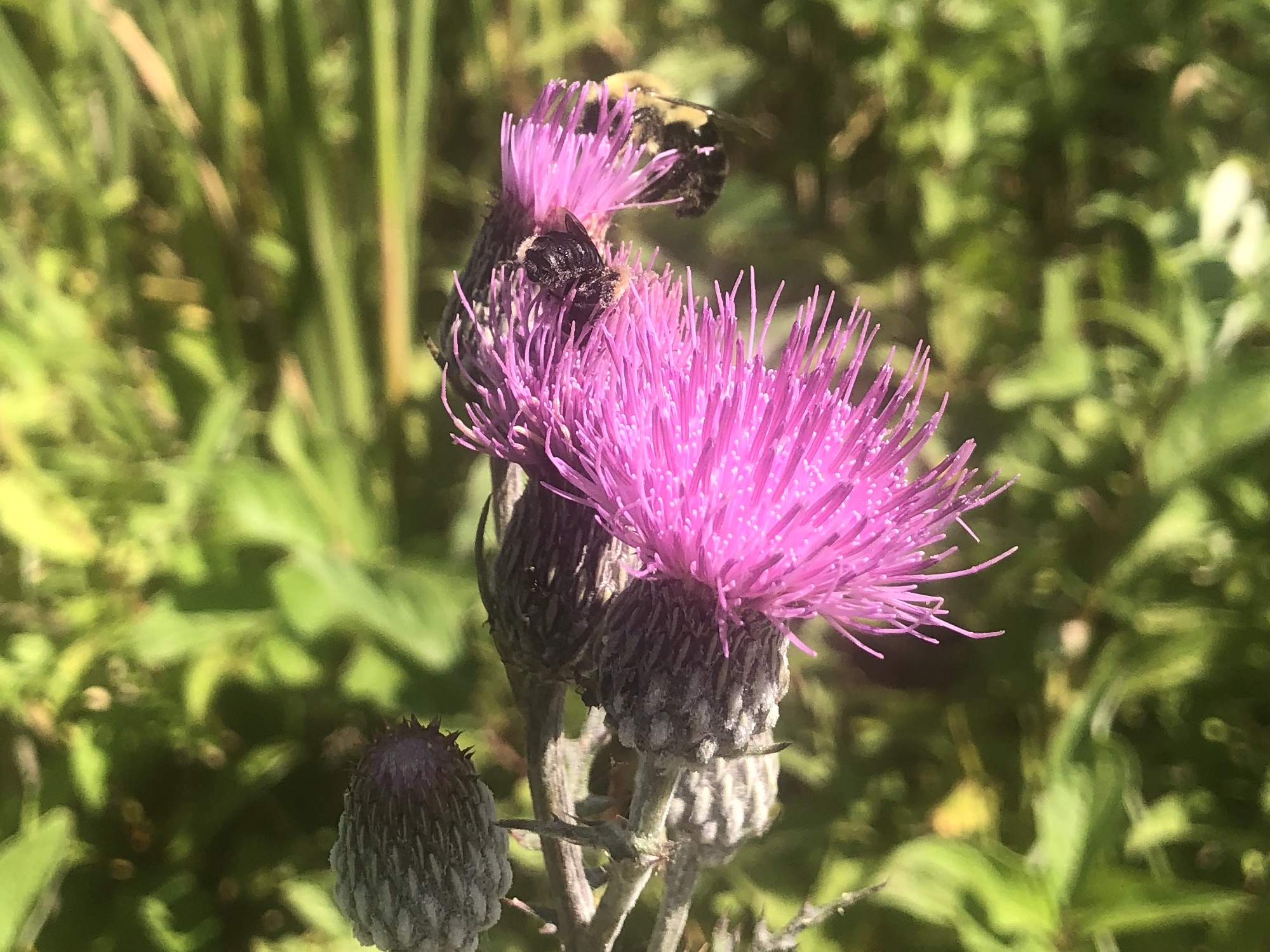 Bee on Swamp Thistle near cattails along shore of Lake Wingra along Arboretum Drive in Madison, Wisconsin on August 17, 2022.