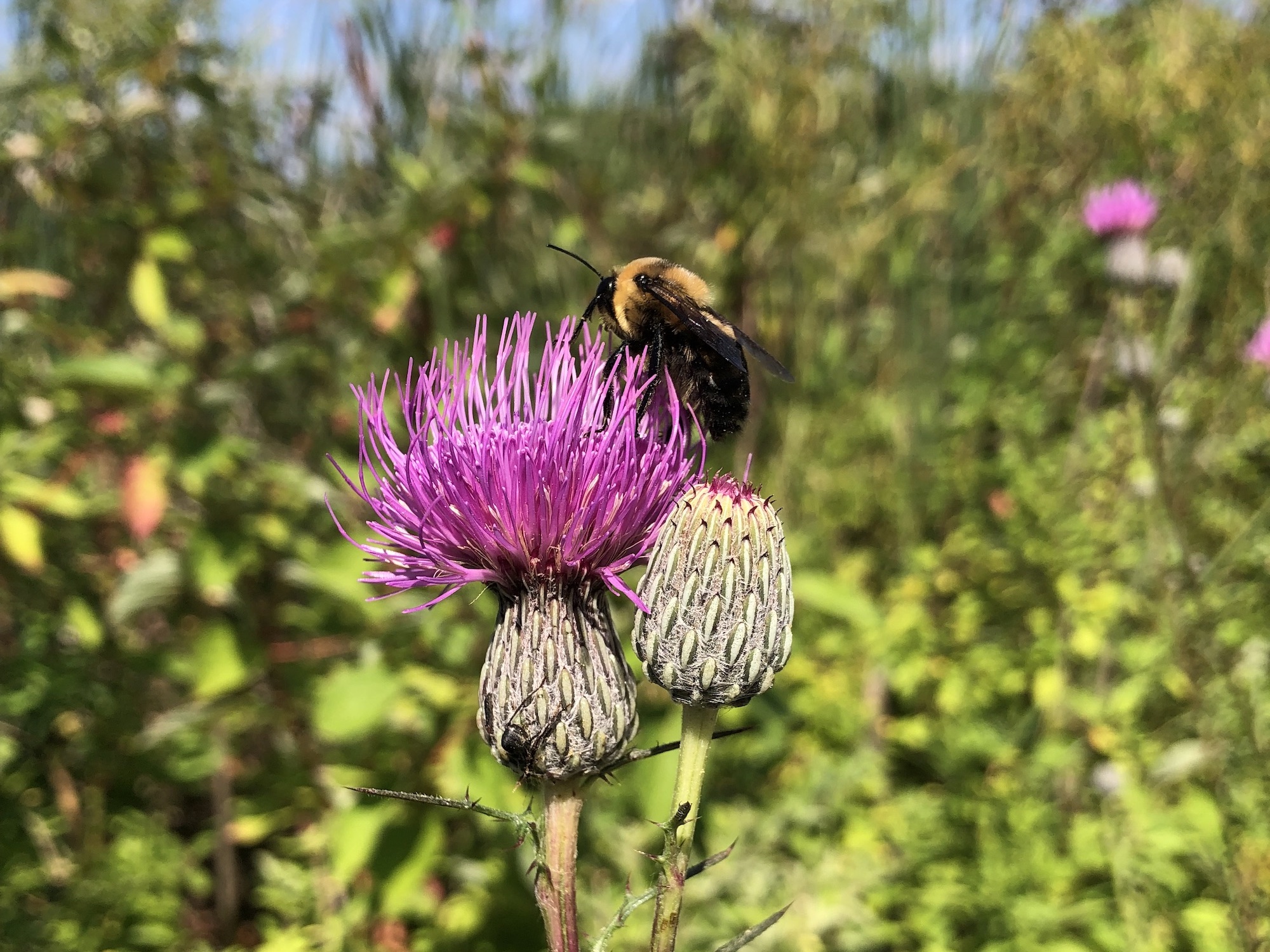 Bee on Swamp Thistle near cattails along shore of Lake Wingra along Arboretum Drive in Madison, Wisconsin on August 22, 2022.