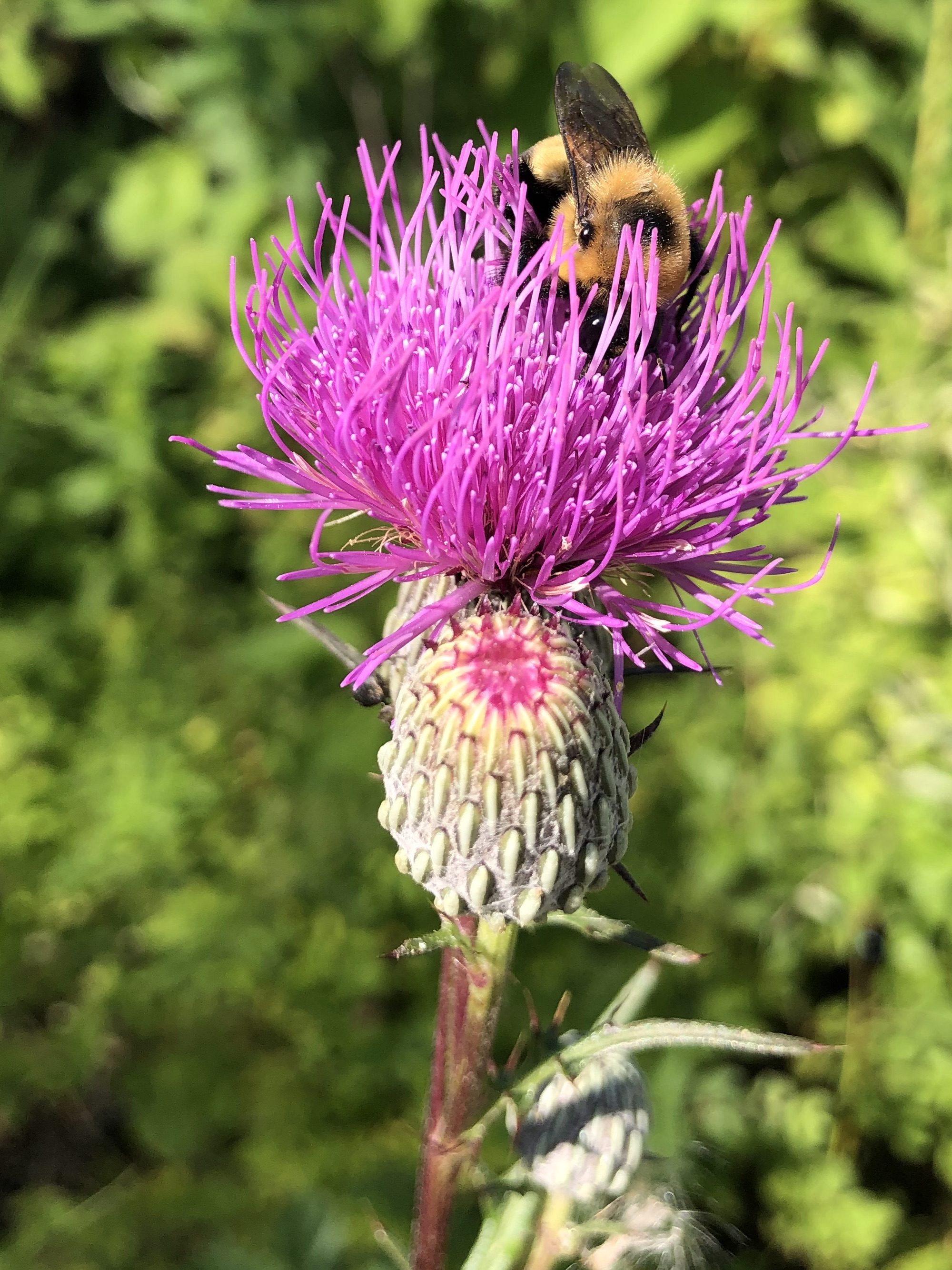 Swamp Thistle near cattails along shore of Lake Wingra along Arboretum Drive in Madison, Wisconsin on August 22, 2022.