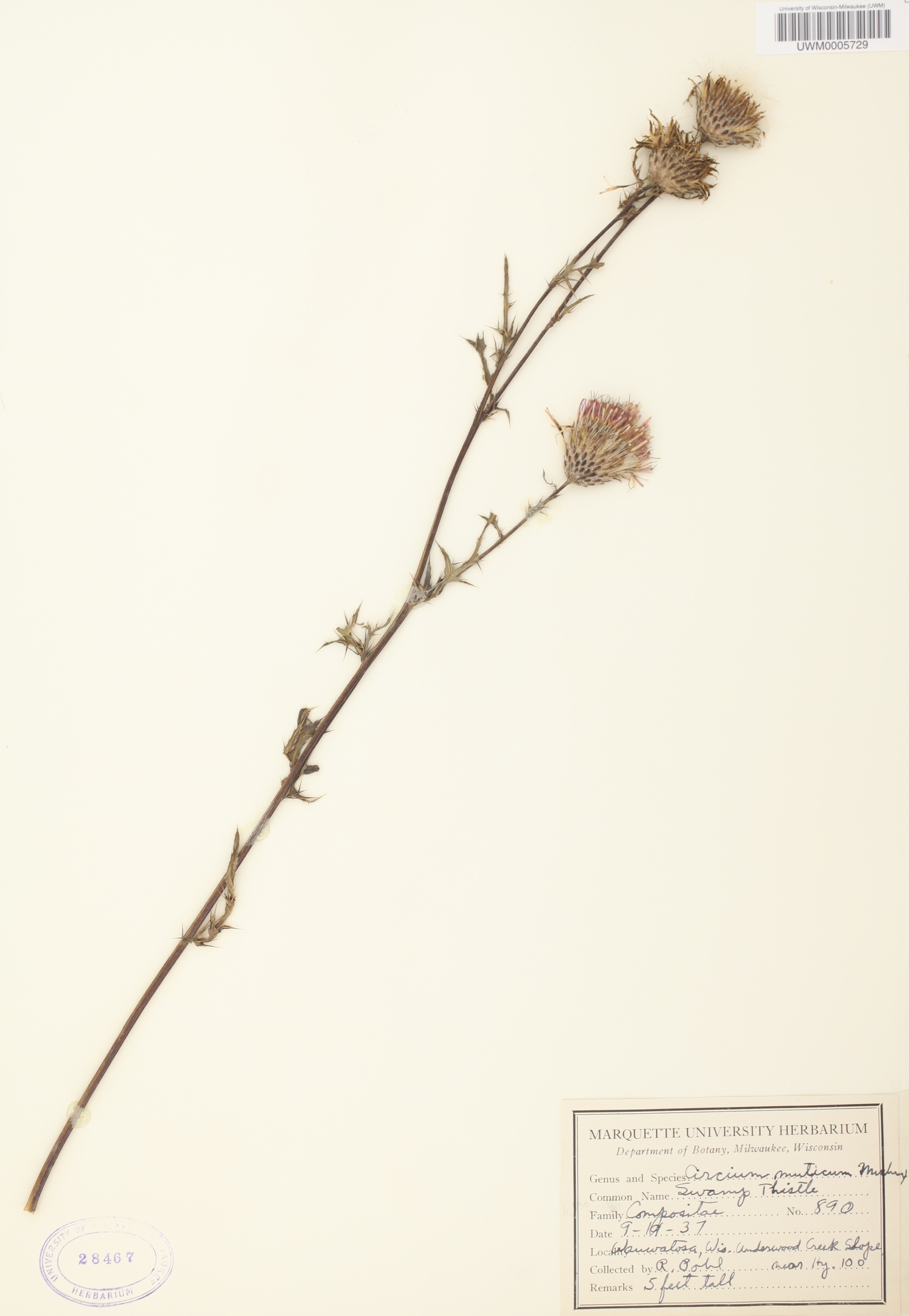 Swamp Thistle (Cirsium muticum) specimen collected in Wauwatosa, Wisconsin on September 19, 1937.