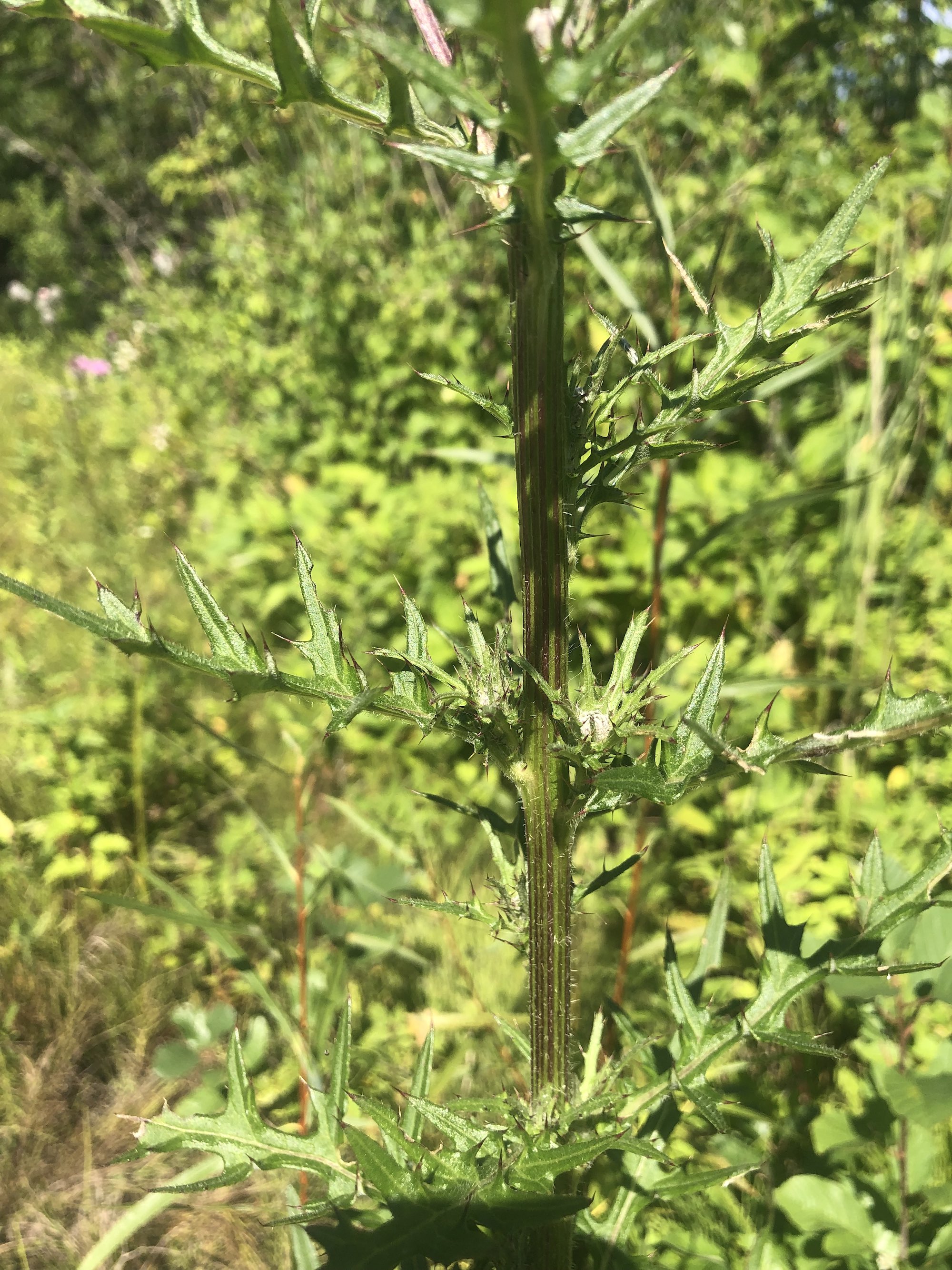 Swamp Thistle near cattails along shore of Lake Wingra along Arboretum Drive in Madison, Wisconsin on August 17, 2022.