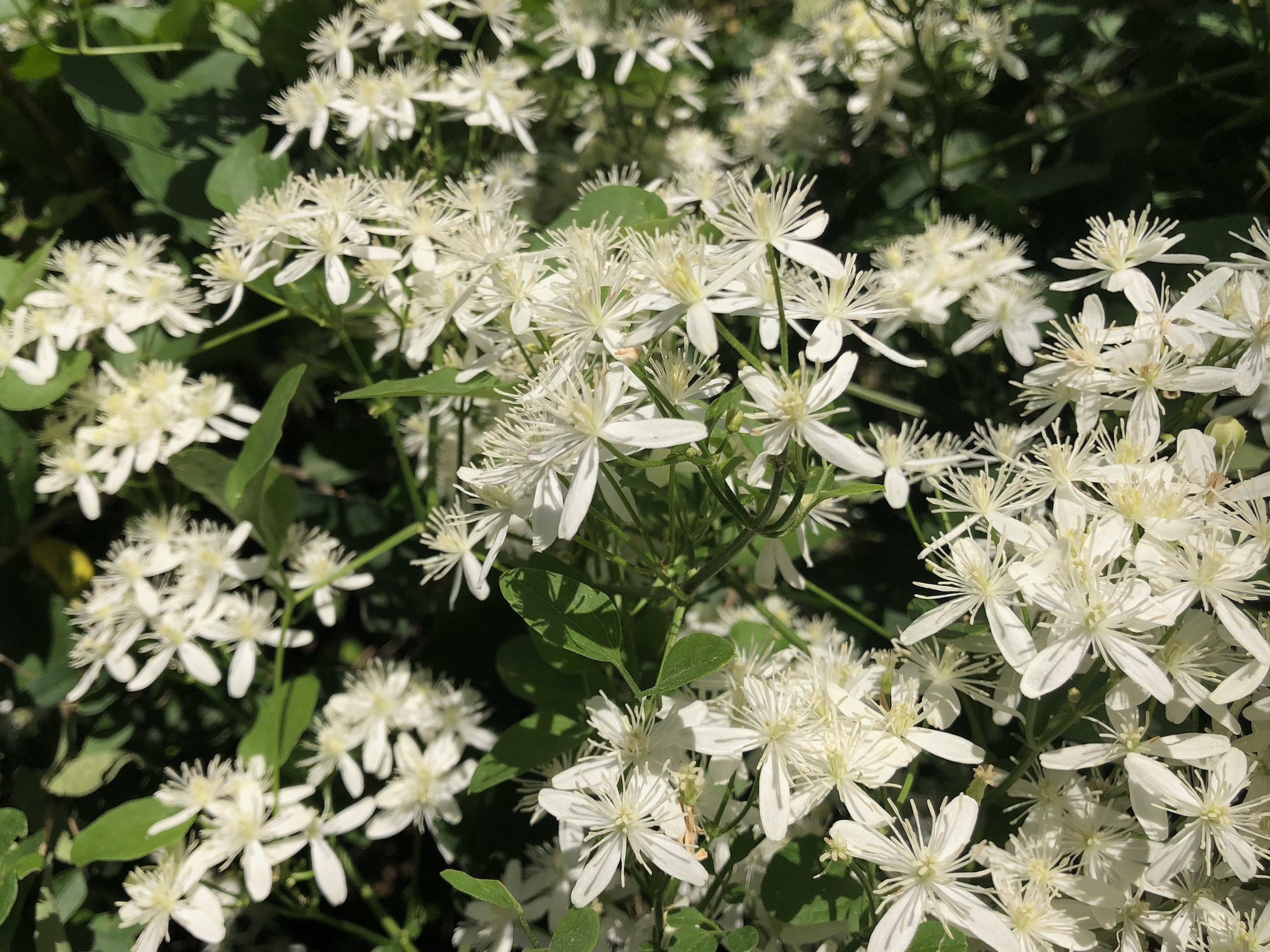 Sweet Autumn Clematis along bike path behind Gregory Street  in Madison, Wisconsin on July 4, 2021.