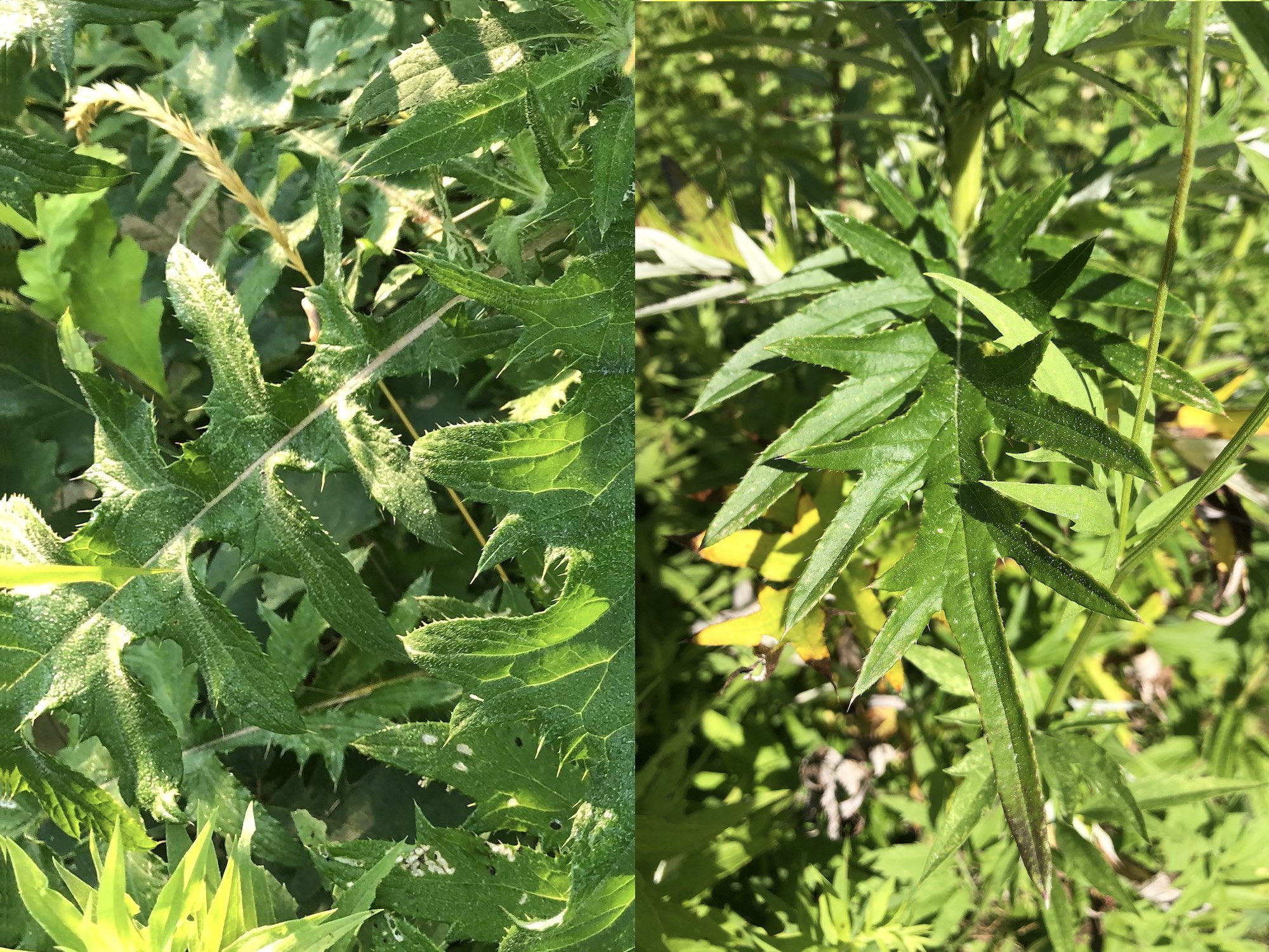 On the left is a lower leaf of Tall Thistle photographed in the Oak Savanna and on the right is a lower leaf of a Field Thistle leaf photographed in the UW Arboretum's Curtis Prairie in Madison, Wisconsin.