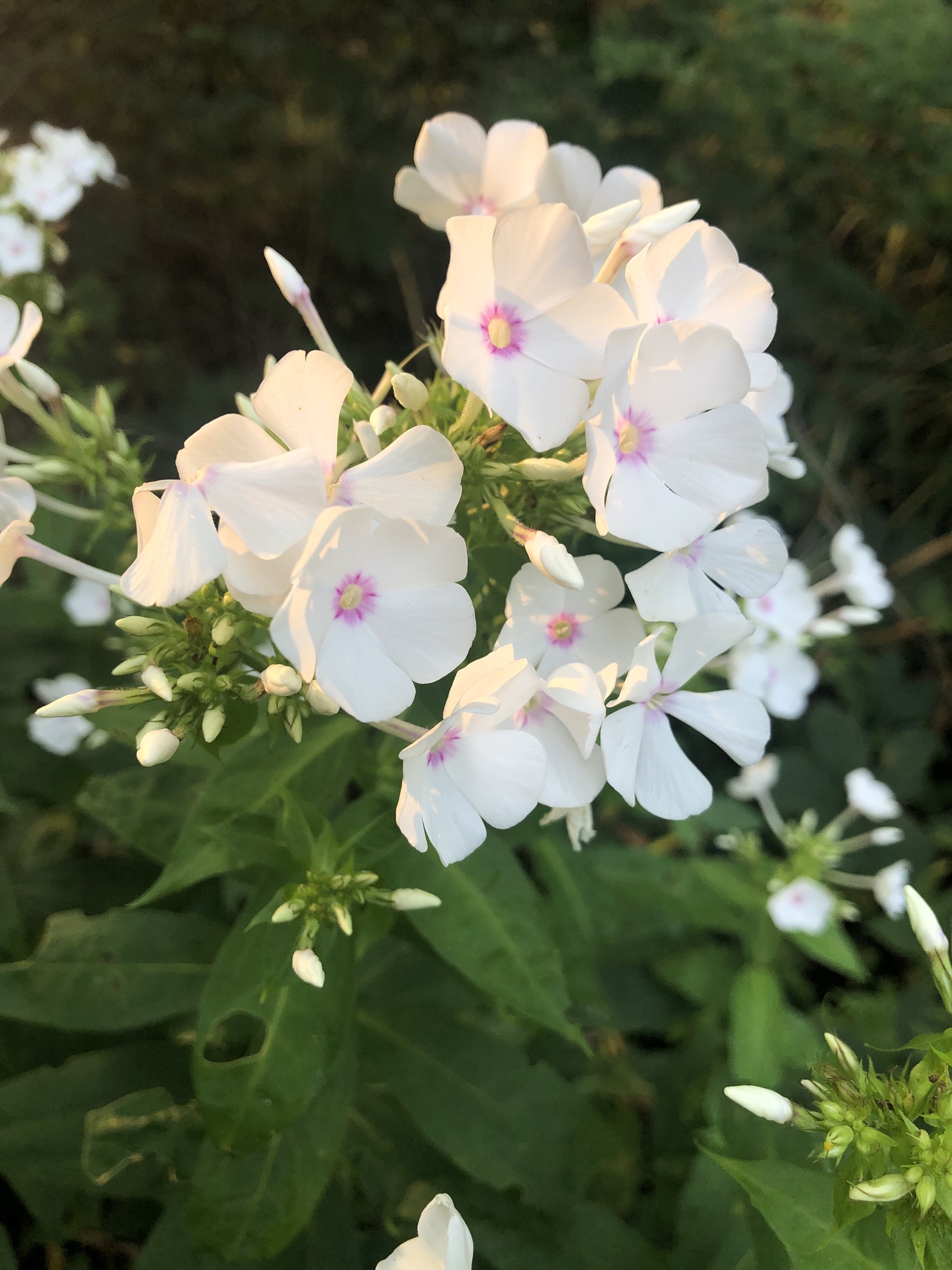 Tall Garden Phlox by Duck Pond on July 31, 201.