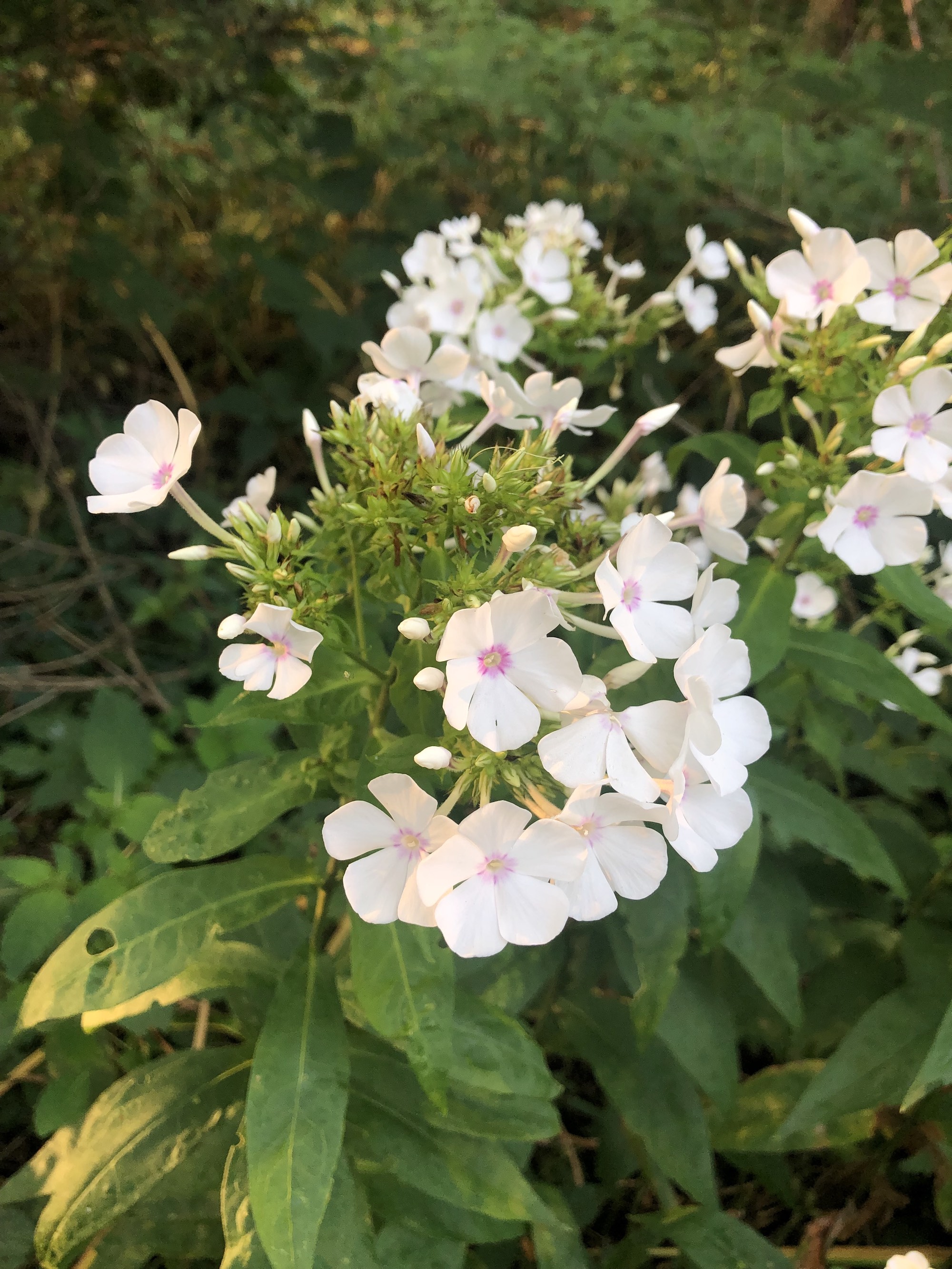 Tall Garden Phlox by Duck Pond on July 31, 201.