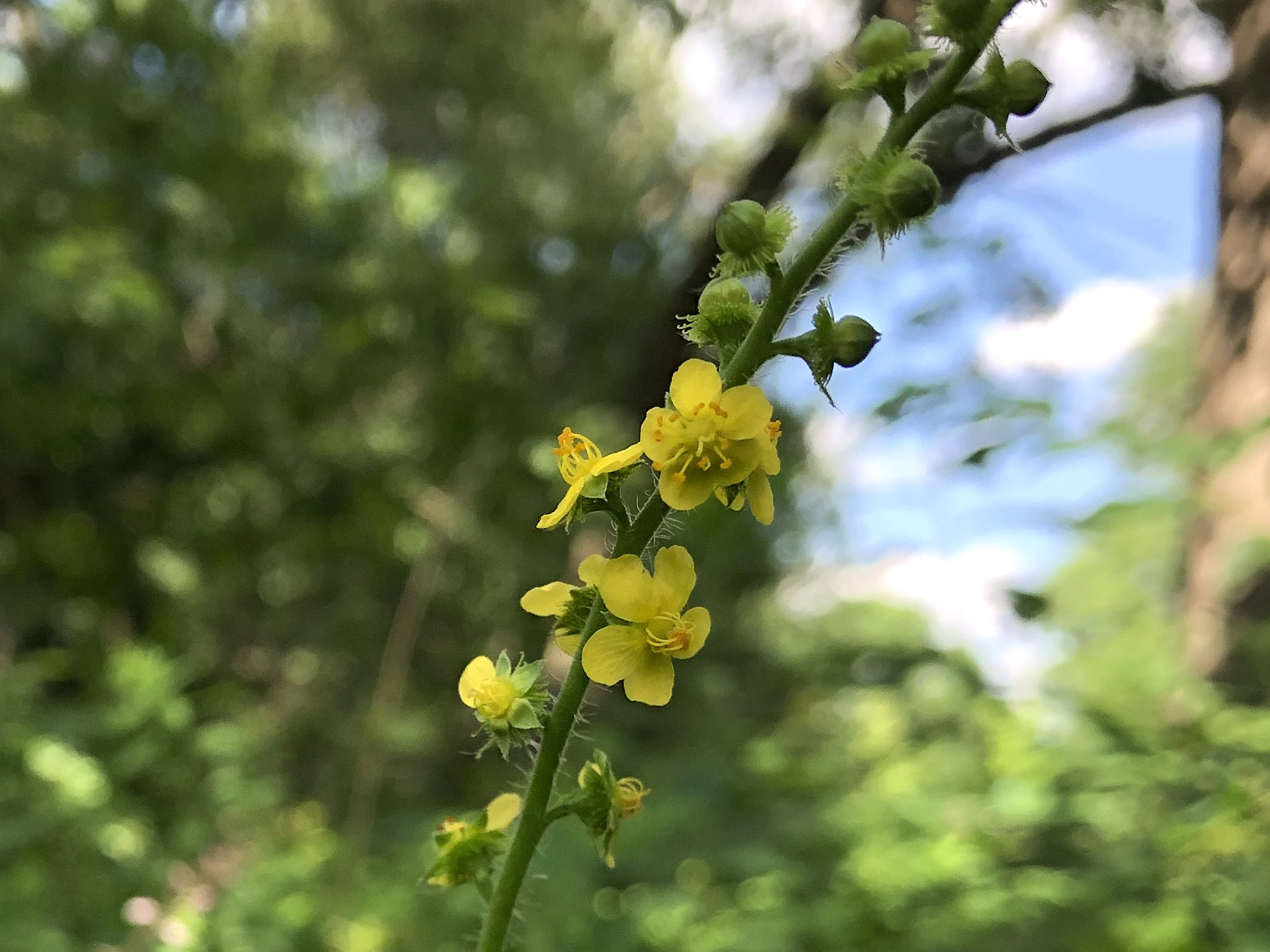 Tall Hairy Agrimony at edge of Nakoma Park natural area in Madison, Wisconsin on July 9, 2022