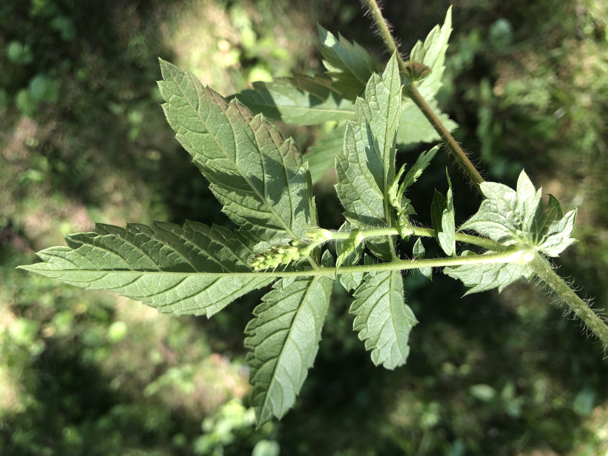 Tall Hairy Agrimony leaf backside at edge of Nakoma Park natural area in Madison, Wisconsin on July 13, 2022.