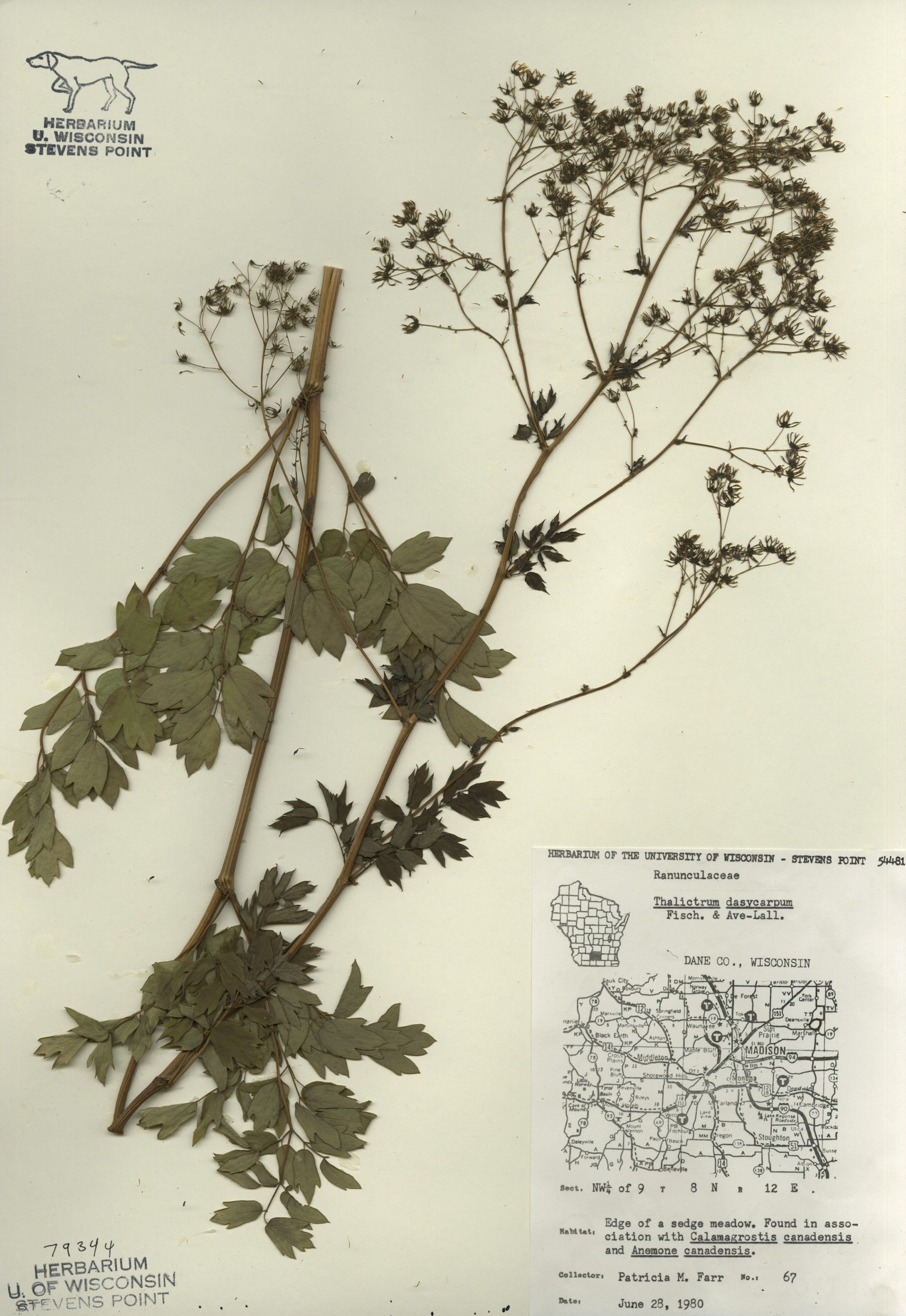 Tall Meadow-rue specimen collected June 28, 1980 in Dane County on edge of a sedge meadow.