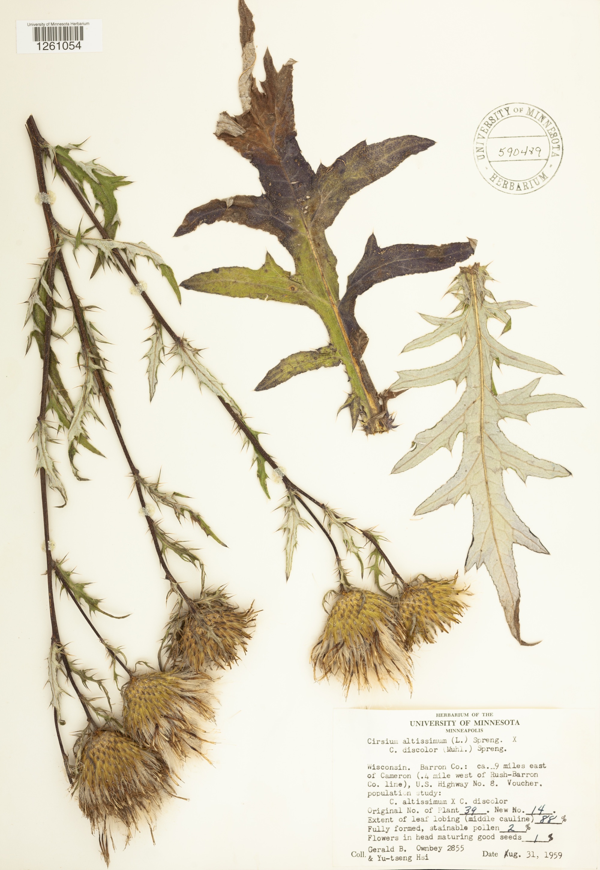 Tall Thistle, Field Thistle hybrid specimen collected in August 31, 1959 in Barron County, Wisconsin.