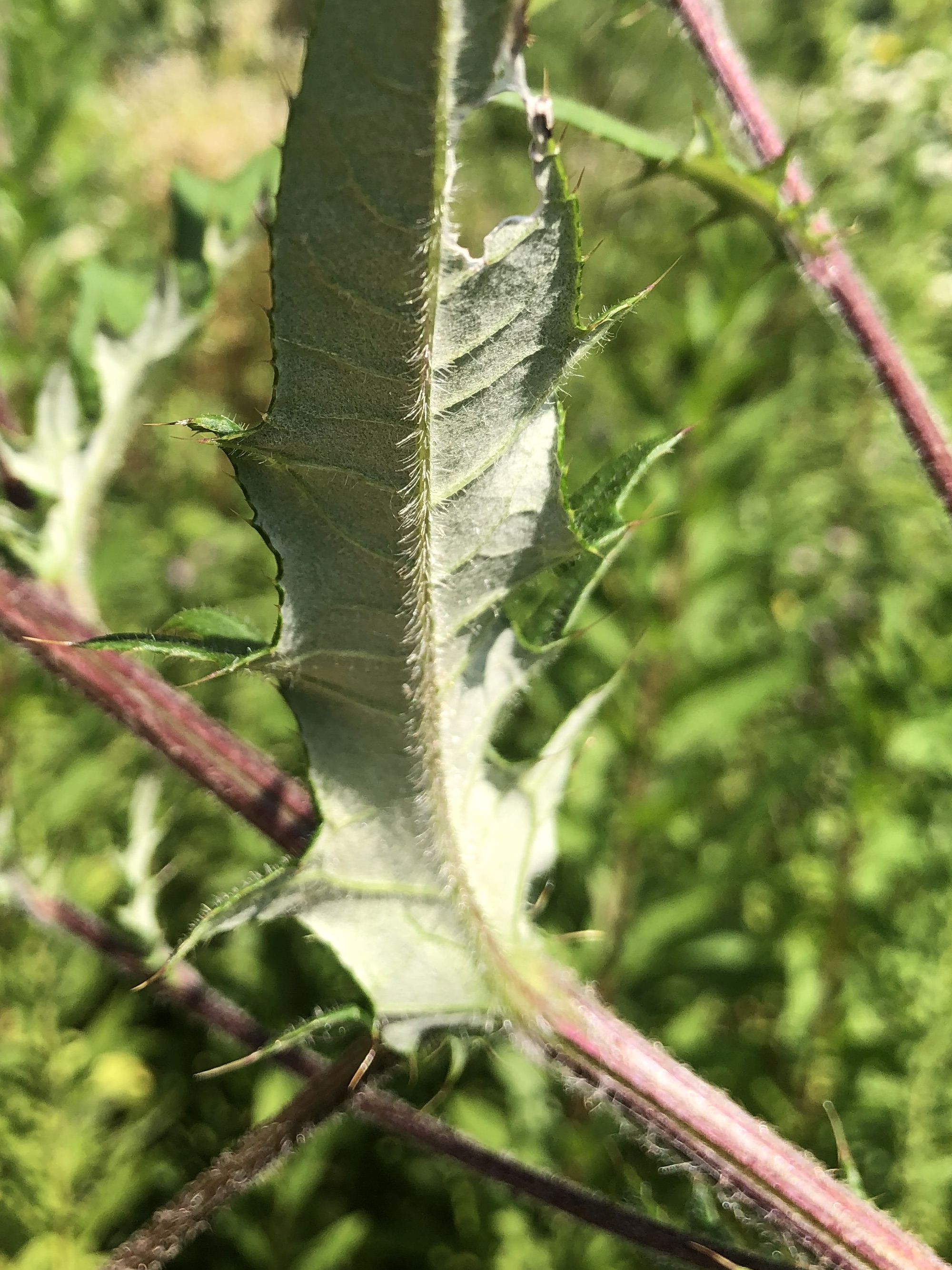 Tall Thistle leafn in Oak Savanna in Madison, Wisconsin on August 2, 2022.