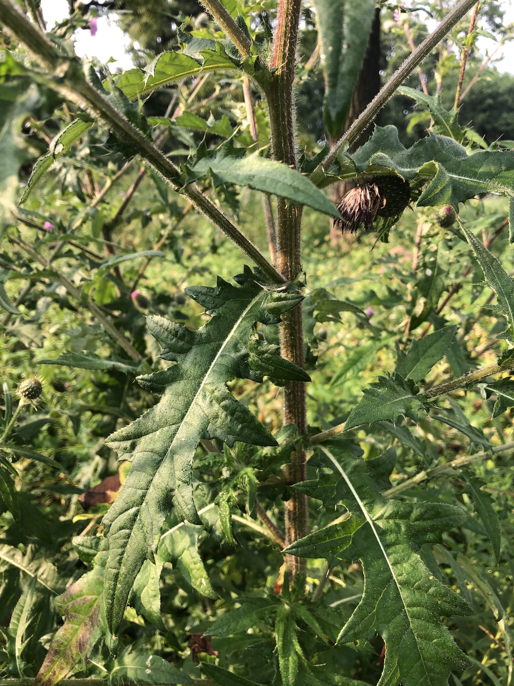Tall Thistle stalk and mid level leaves in Oak Savanna in Madison, Wisconsin on August 8, 2022.