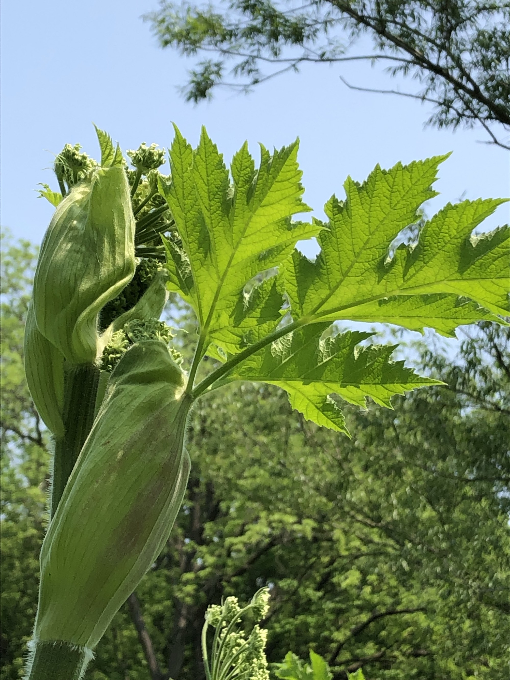 Cow Parsnip near Council Ring in Oak Savanna on May 31, 2019.