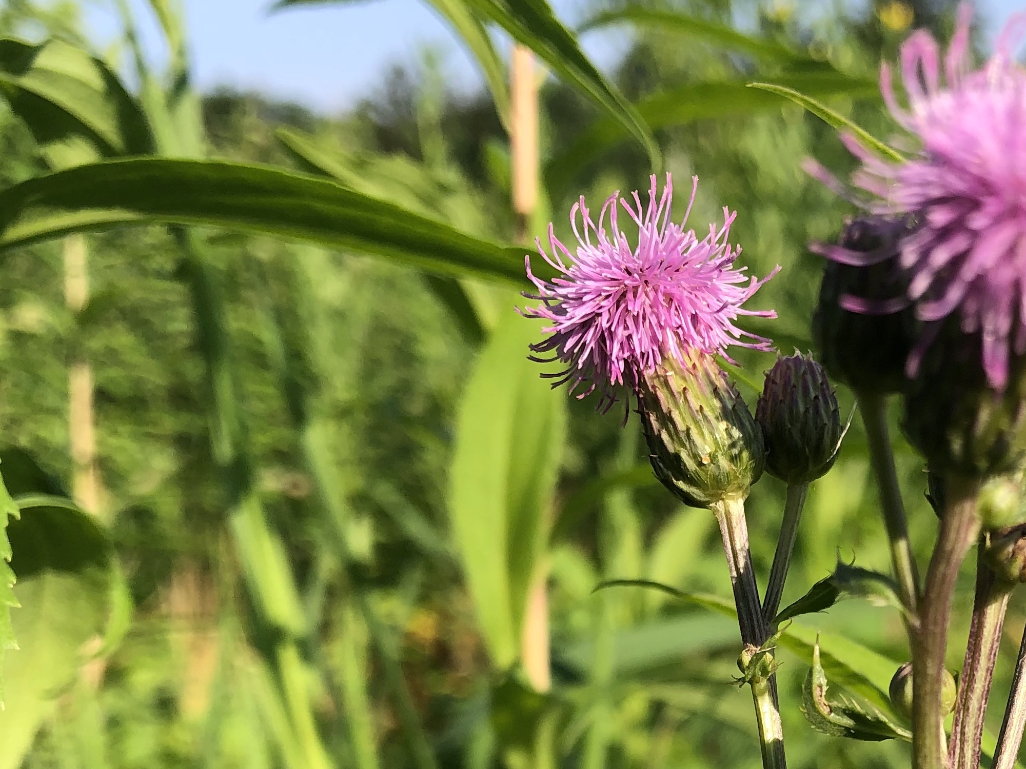 Canada Thistle on the shore of Lake Wingra in Wingra Park in Madison, Wisconsin on July 7, 2019.