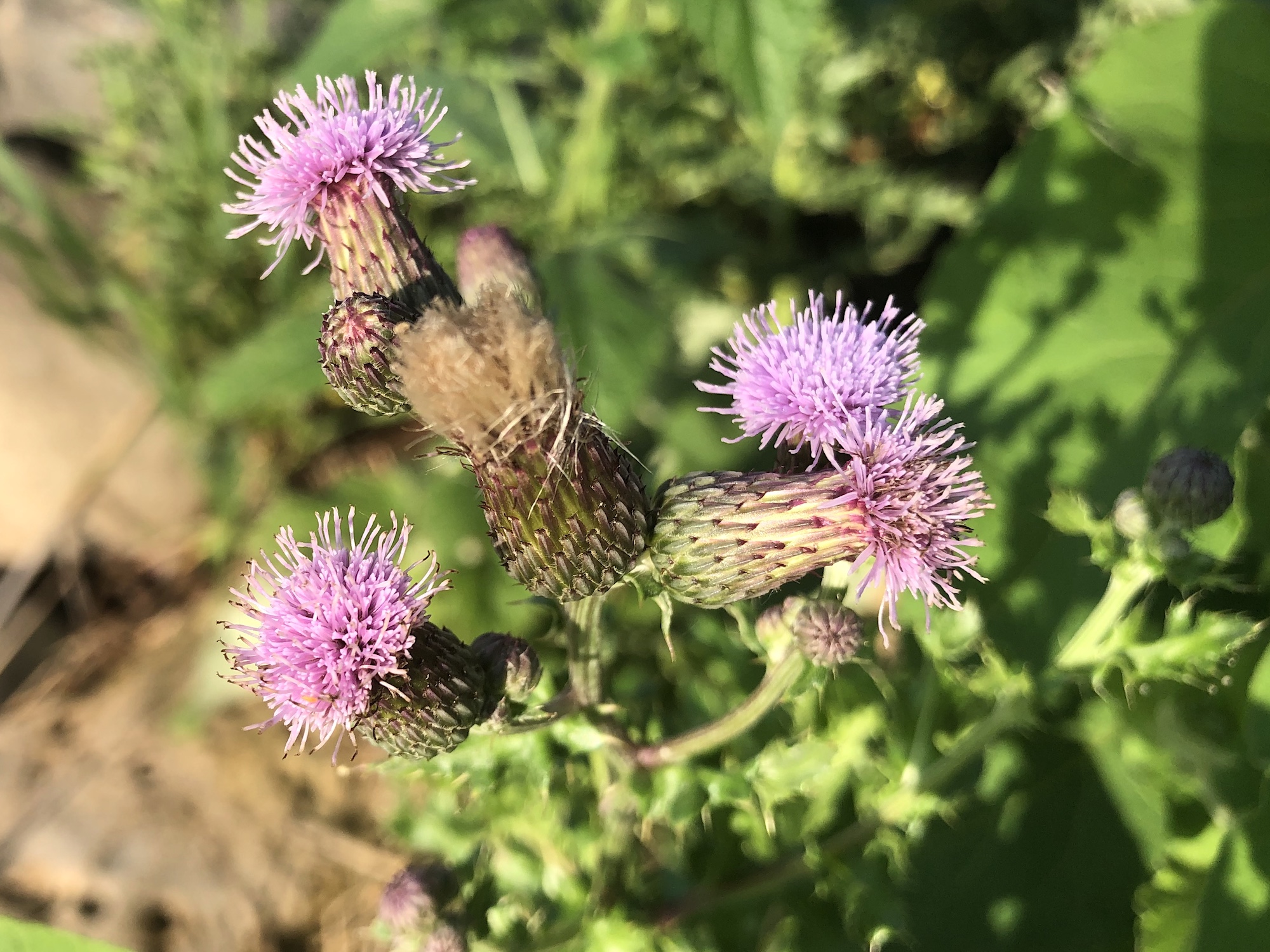 Canada Thistle on the shore of Lake Wingra in Wingra Park in Madison, Wisconsin on July 10, 2019.