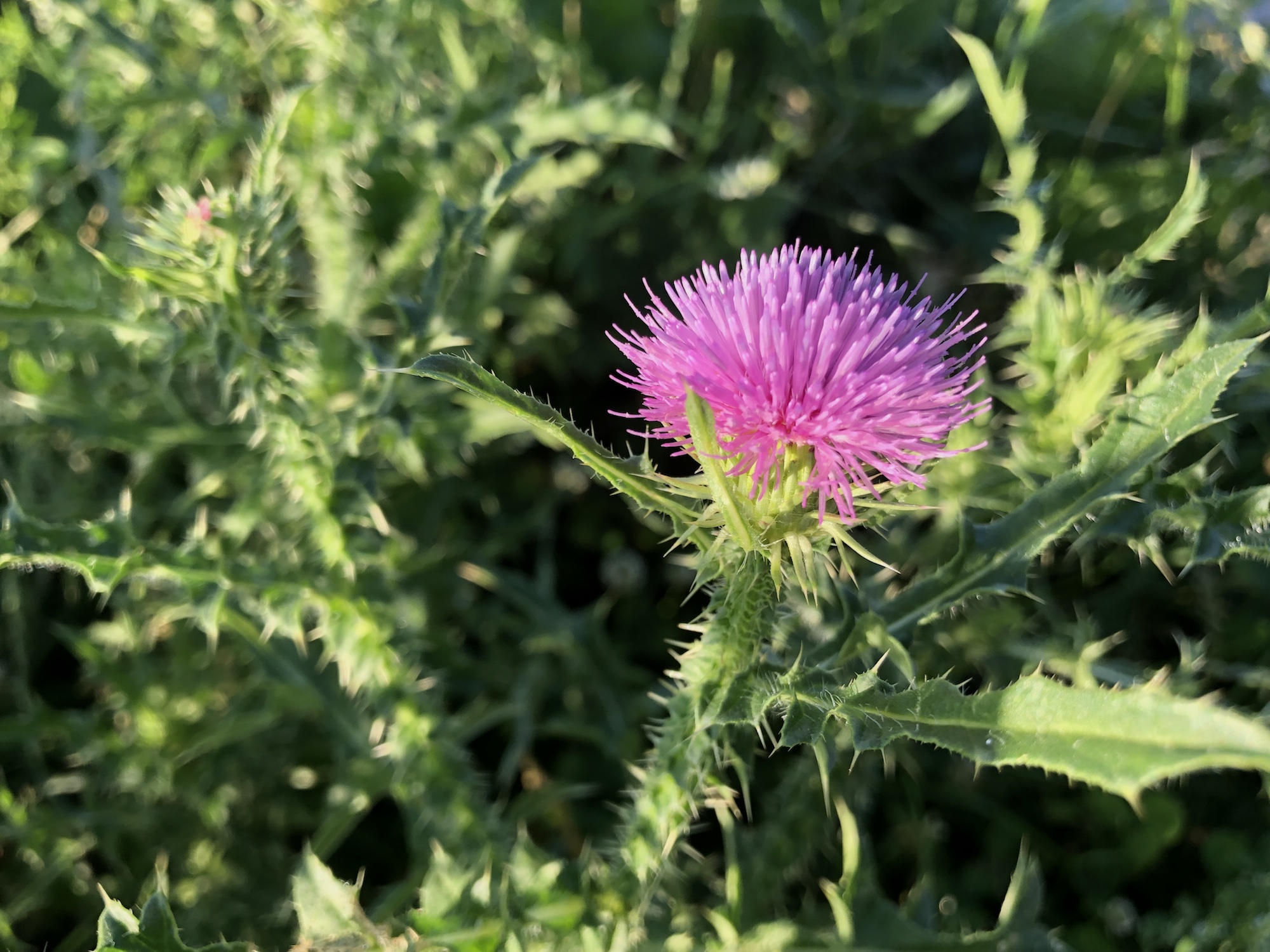 Plumeless Thistle by Wingra Boats on shore of Lake Wingra in Madison, Wisconsin on July 11, 2019.