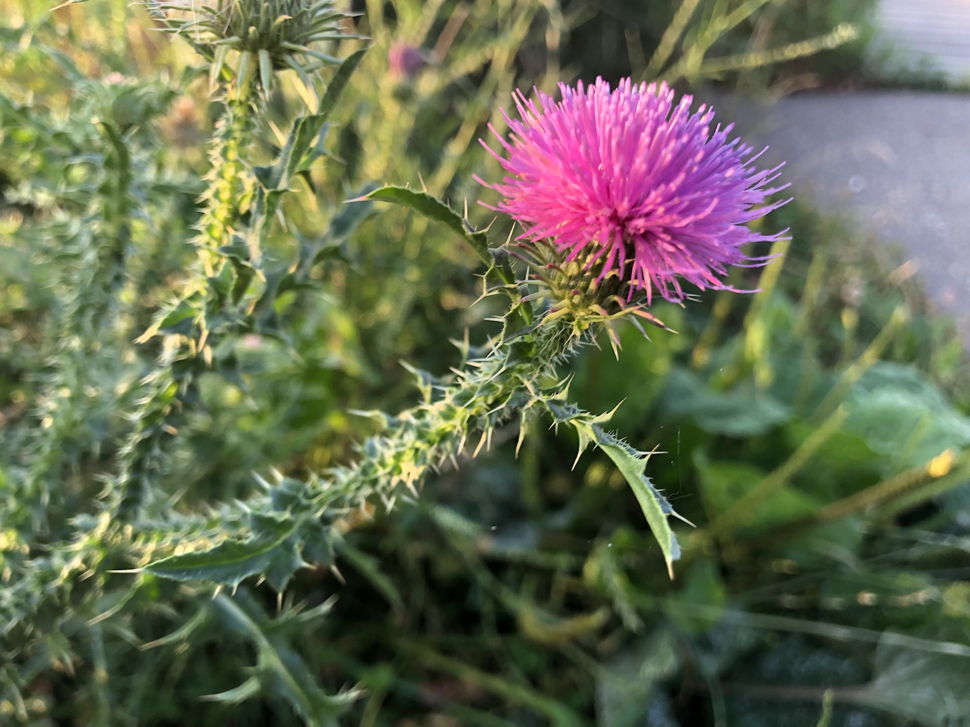 Plumeless Thistle by Wingra Boats on shore of Lake Wingra in Madison, Wisconsin on July 15, 2019.