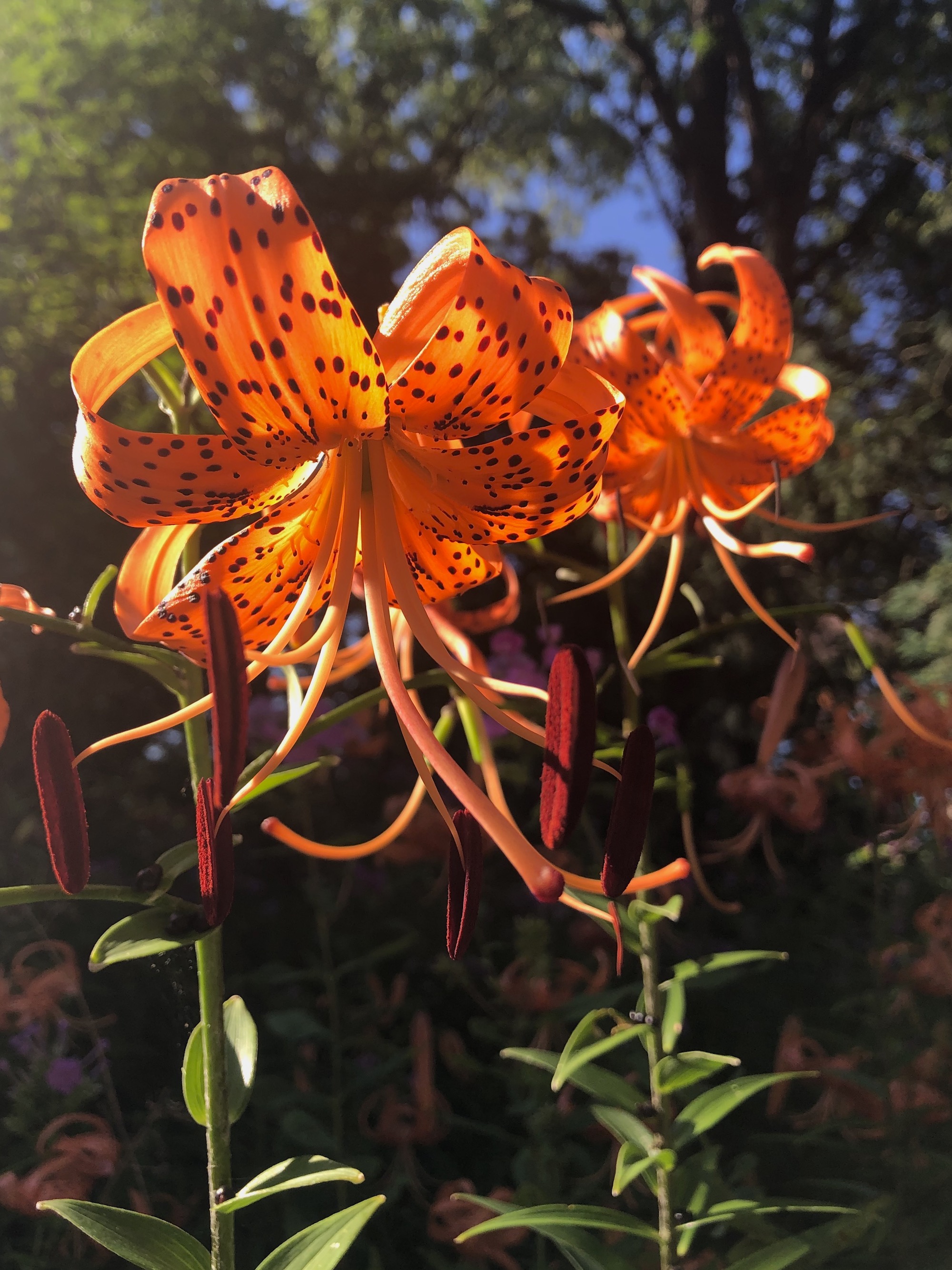 Tiger Lily near the Duck Pond on July 29, 2020.