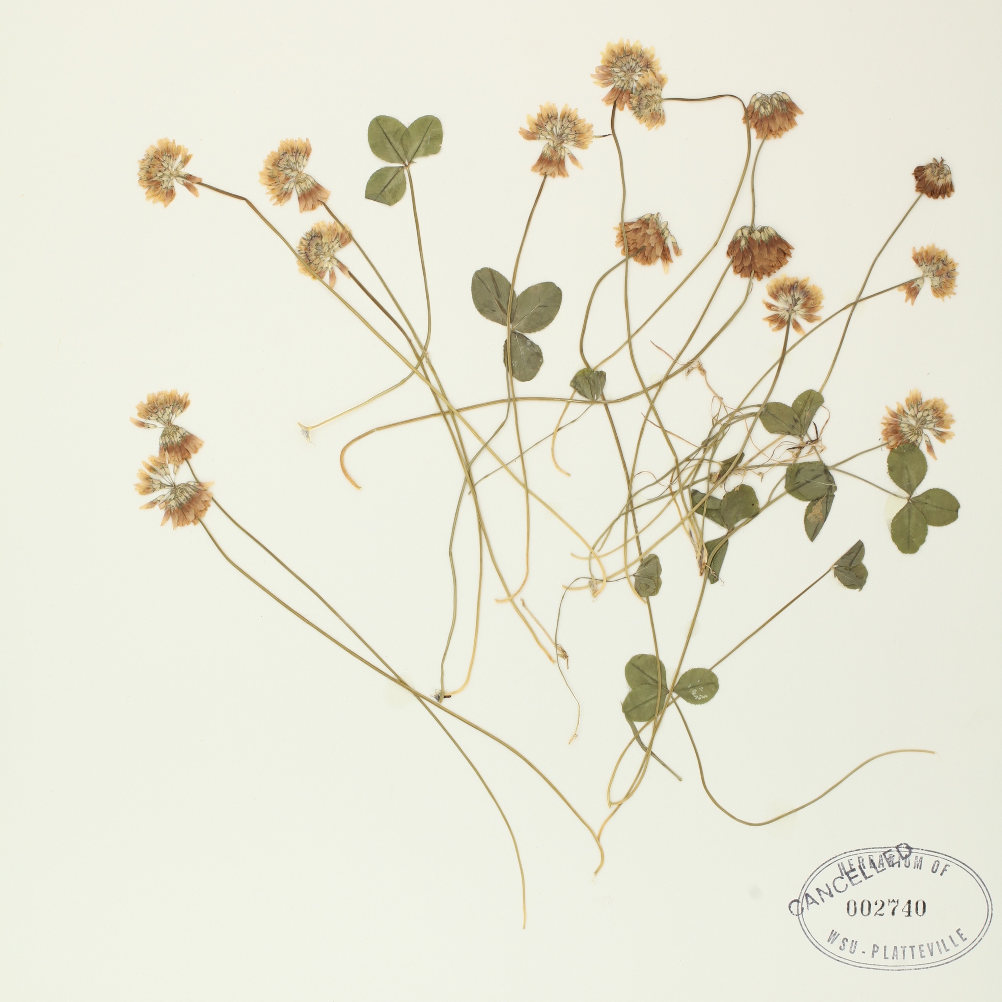 Specimen photo of Trifolium repens from Grant County, Wisconsin.