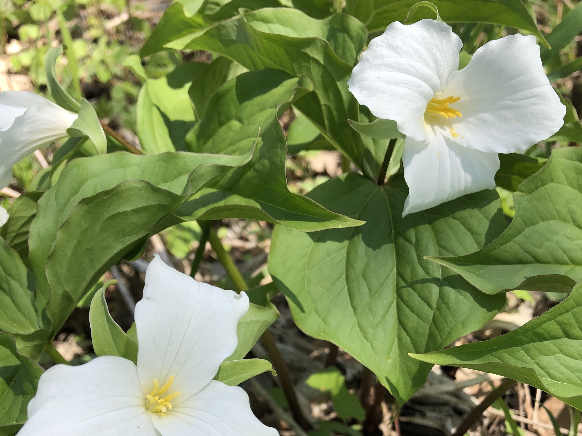 Great White Trillium on hill near Council Ring on May 5, 2019.
