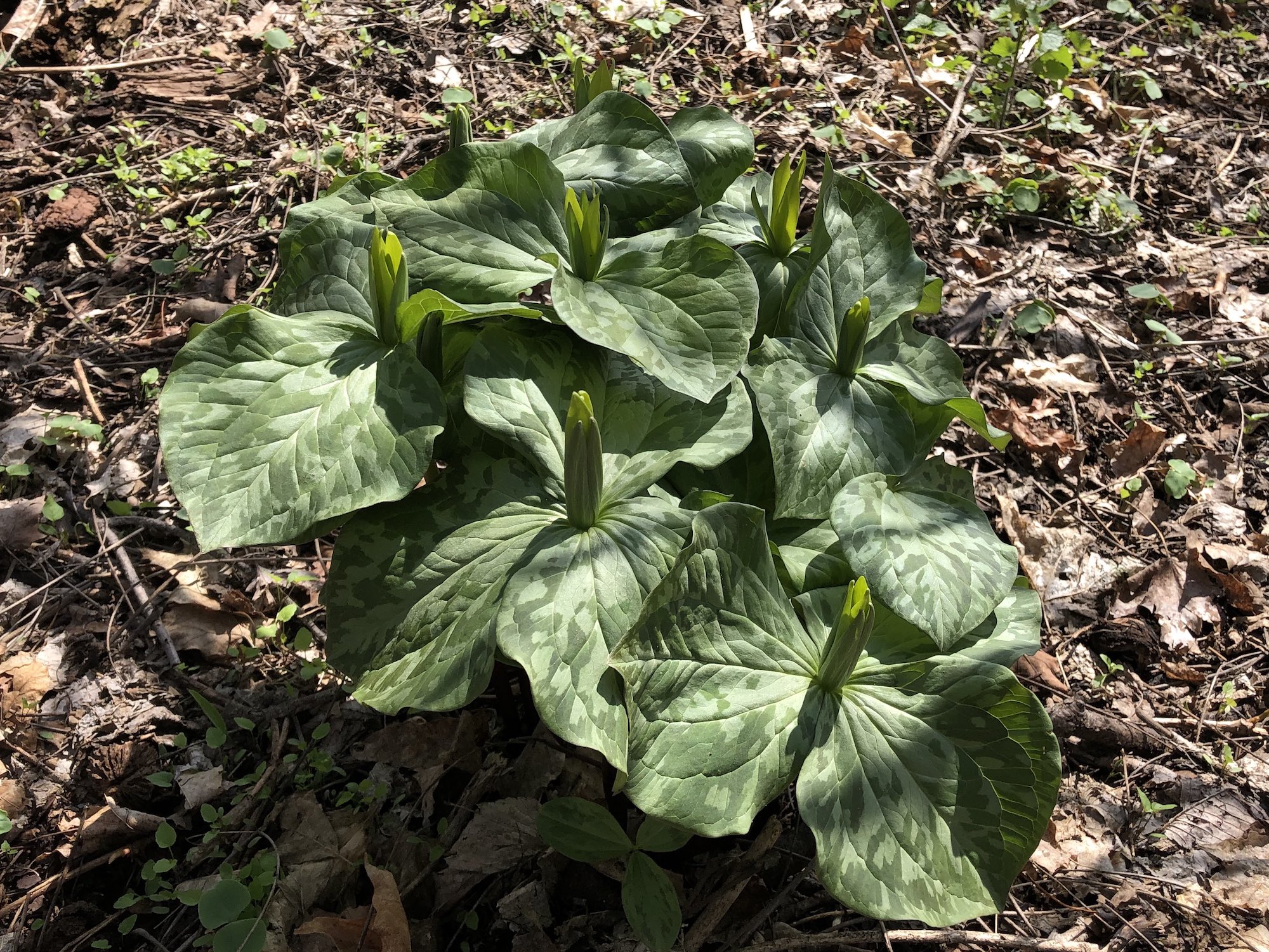 Yellow Trillium off of bike path between Marion Dunn and Duck Pond on April 24, 2019.