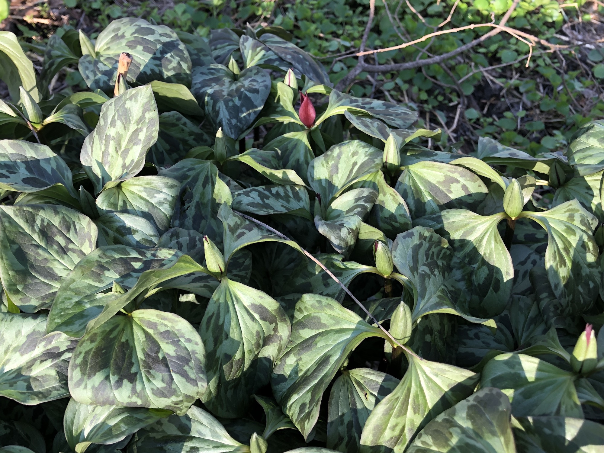 Trillium off of bike path between Marion Dunn and Duck Pond on April 25, 2019.