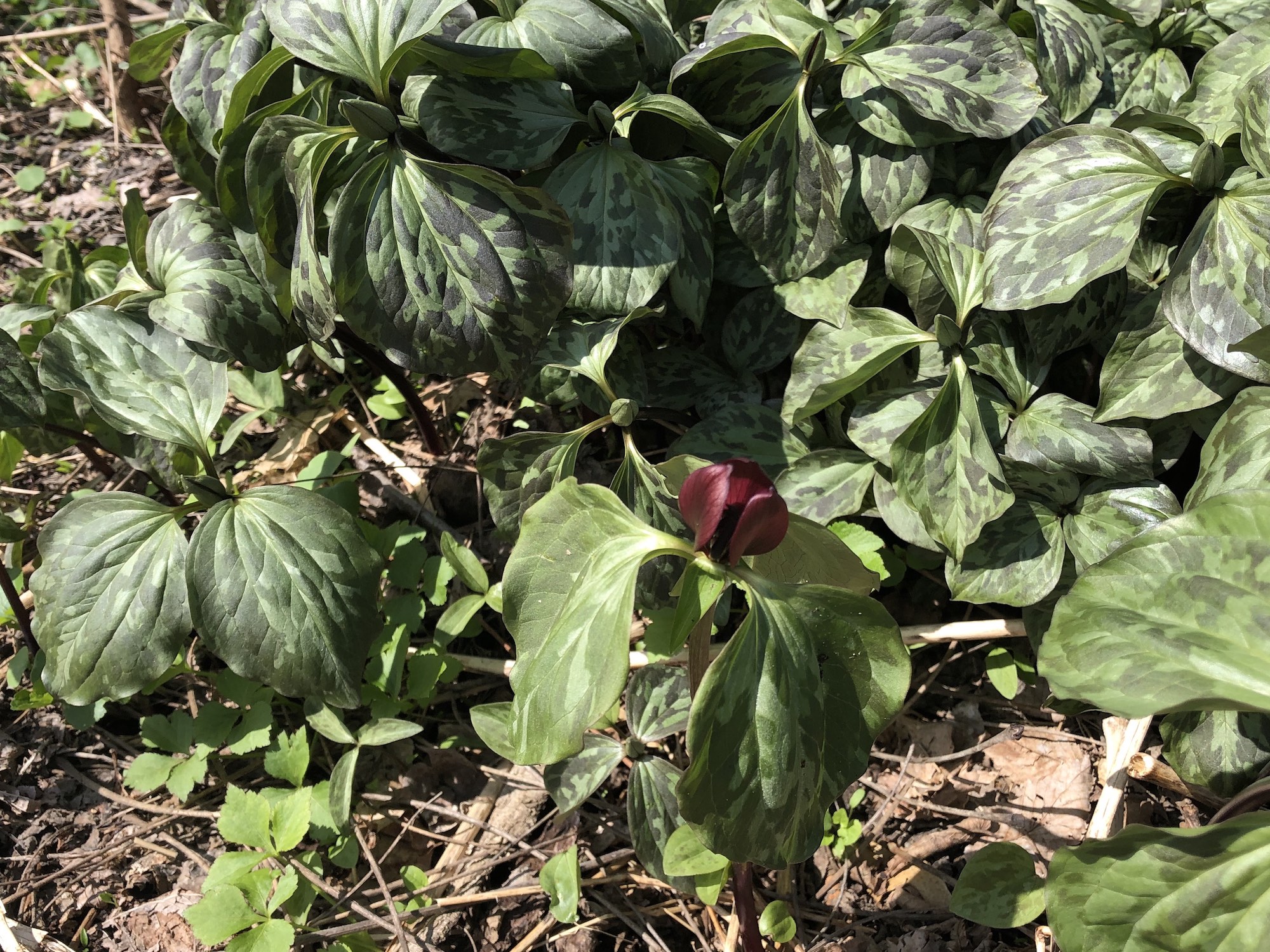 Trillium off of bike path between Marion Dunn and Duck Pond on April 24, 2019.