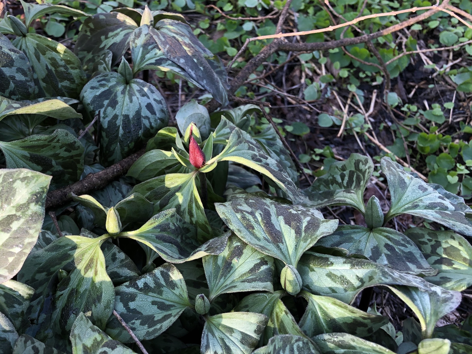 Trillium off of bike path between Marion Dunn and Duck Pond on April 24, 2019.