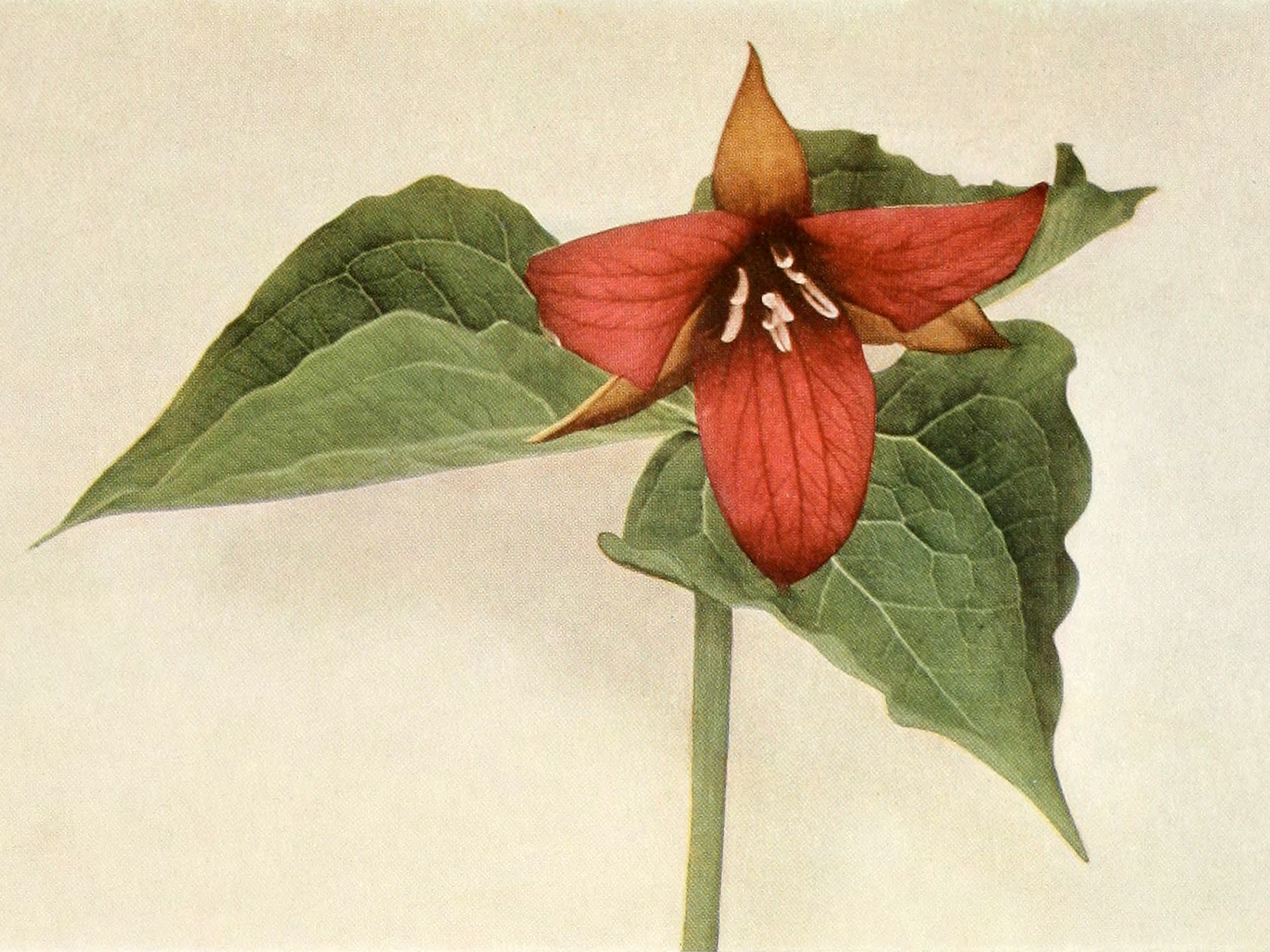 1918 Trillium erectum botanical illustration.