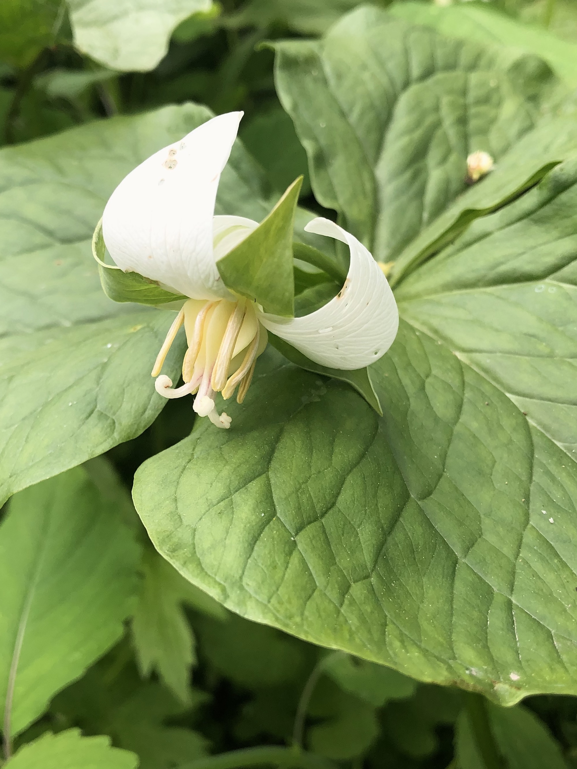 Drooping Trillium near Council Ring Spring in Madison, Wisconsin on May 18, 2021.