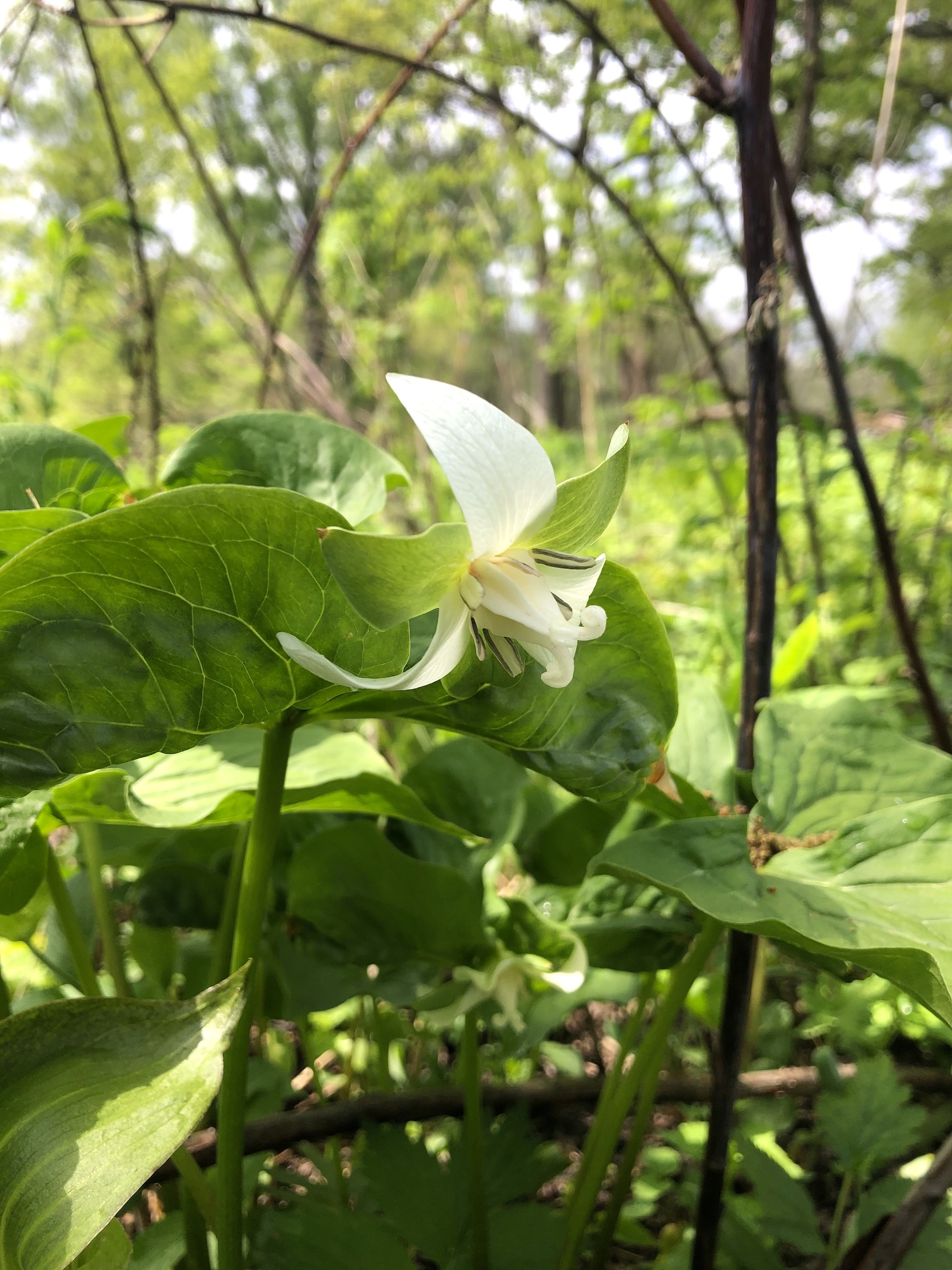 Drooping Trillium near Council Ring Spring in Madison, Wisconsin on May 16, 2021.