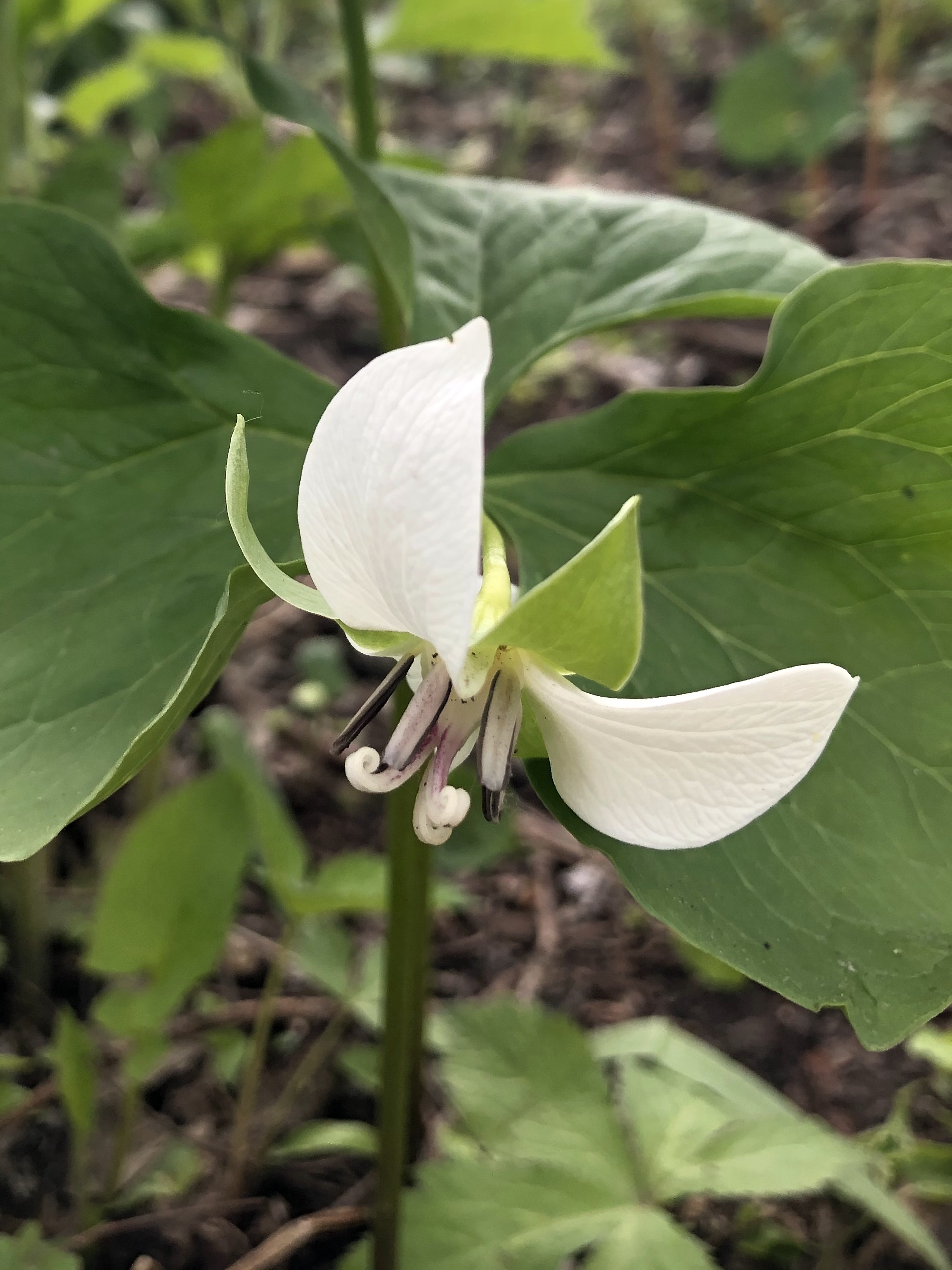 Drooping Trillium near Council Ring in Oak Savanna in Madison, Wisconsin on May 10, 2021.