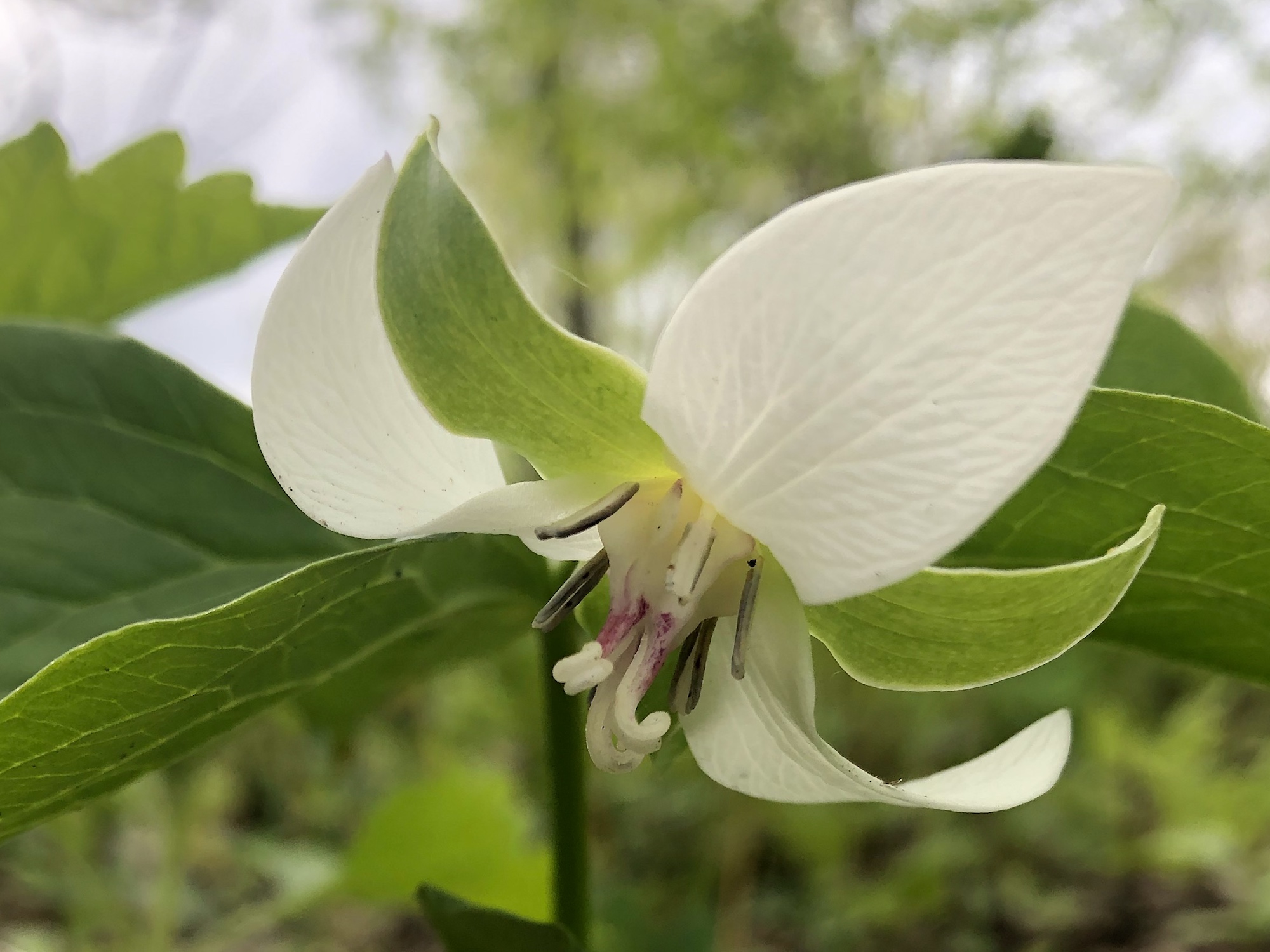 Drooping Trillium near Council Ring Spring in Madison, Wisconsin on May 10, 2021.