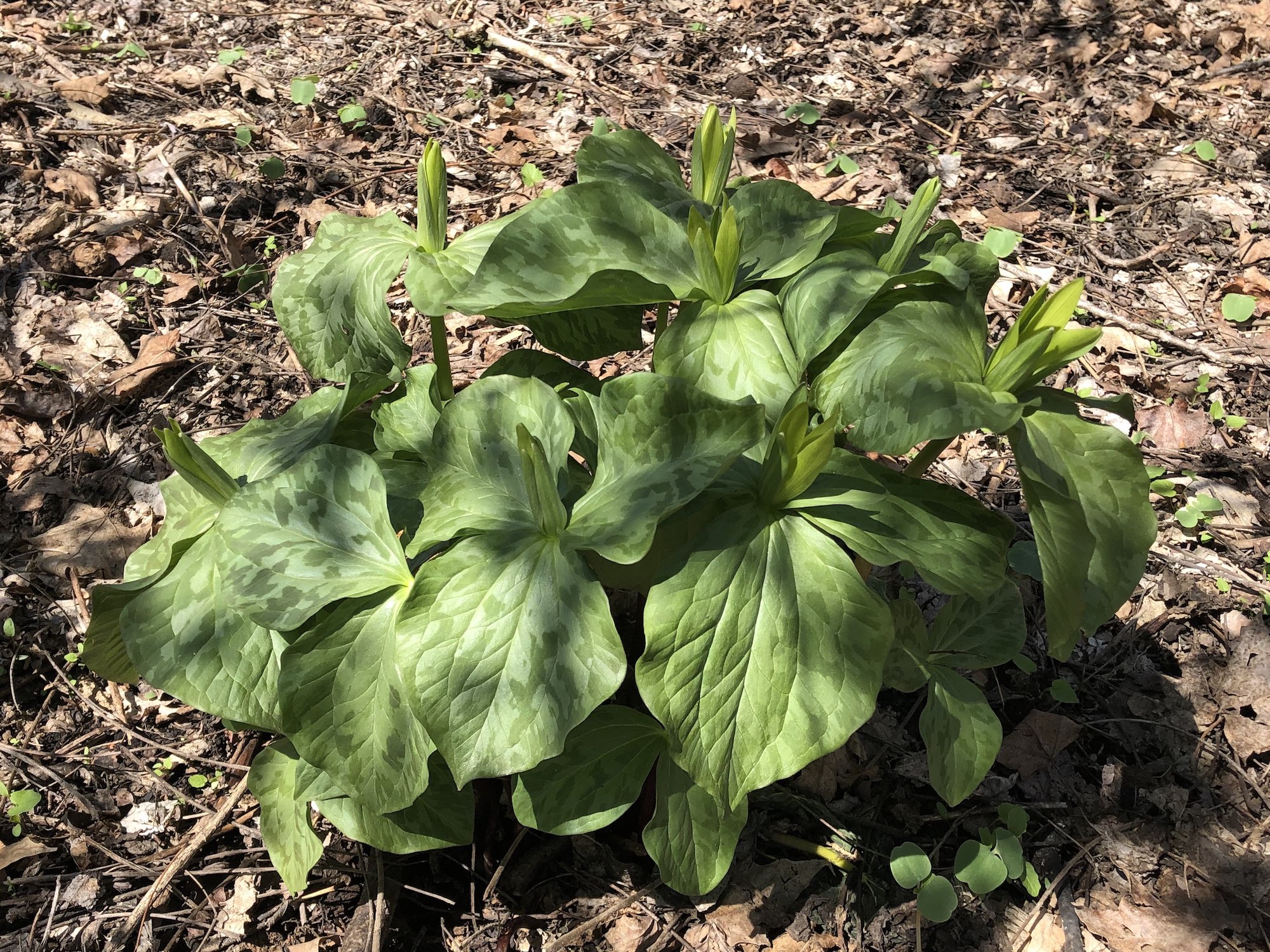 Yellow Trillium off of bike path between Marion Dunn and Duck Pond on April 24, 2019.