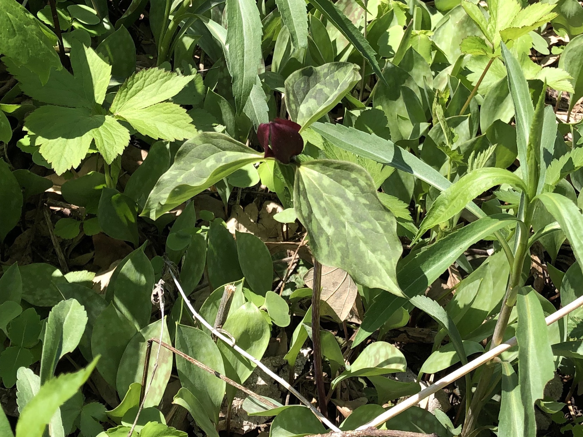 Trillium near Council Ring in Madison, Wisconsin on May 5, 2019.