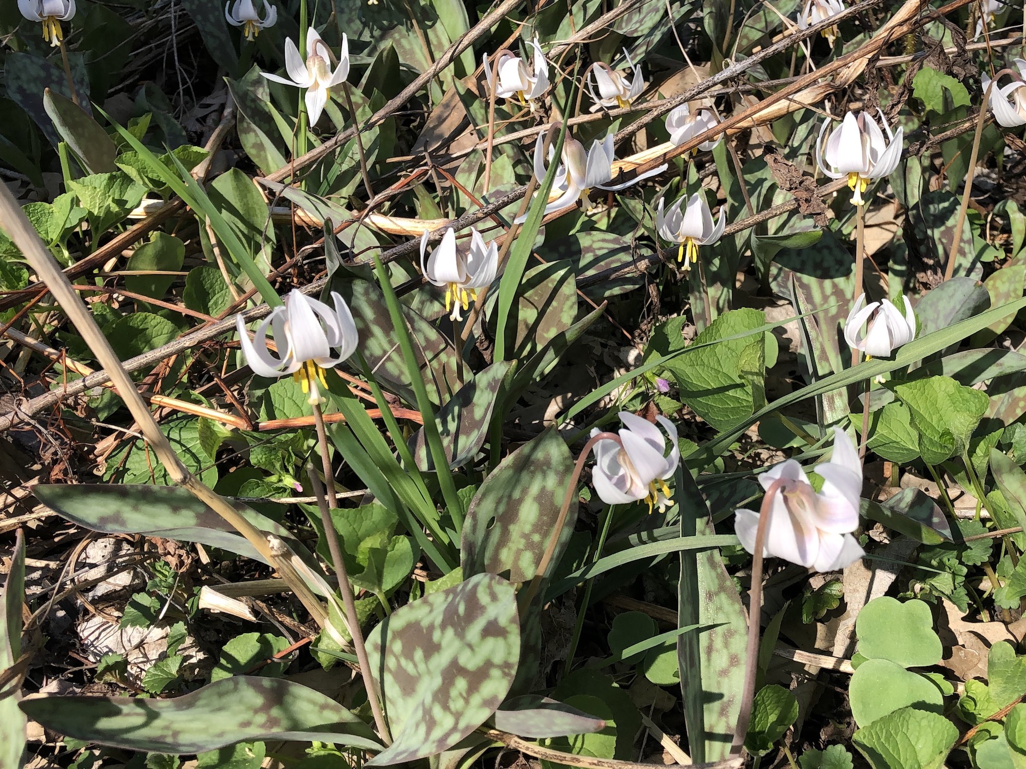 White Trout Lilies photo taken on April 21, 2019 in Madison, Wisconsin in the Oak Savanna and near the Council Ring.