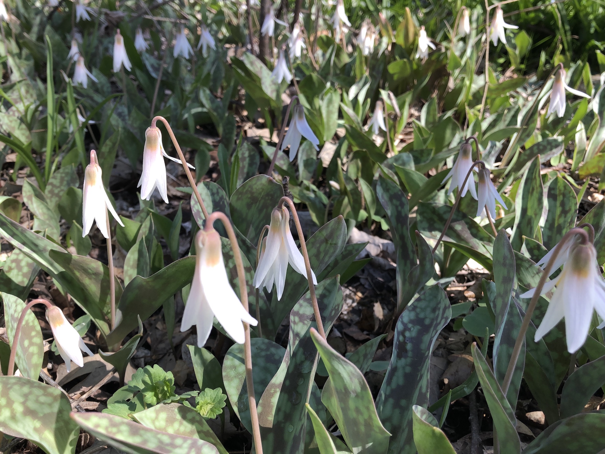 White Trout Lilies on April 26, 2019 near Council Ring.