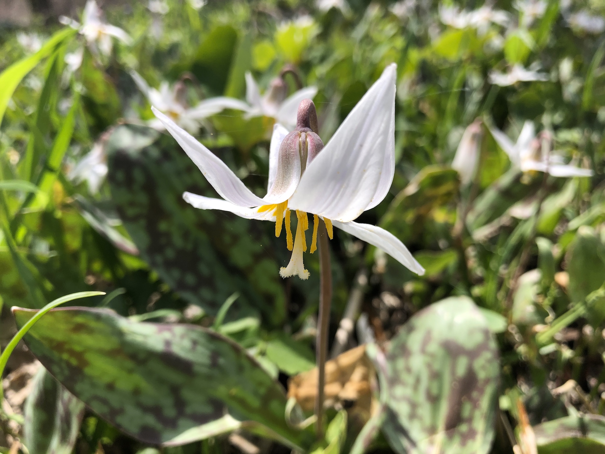 Trout Lily in Oak Savanna by Council Ring in Madison, Wisconsin on May 1, 2020.