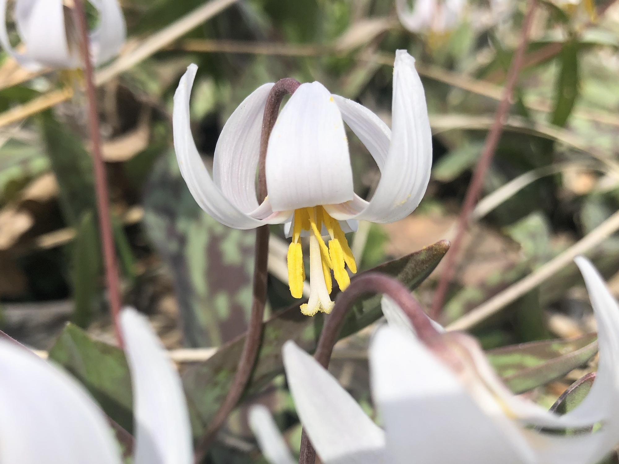 Trout Lily in Oak Savanna by Council Ring in Madison, Wisconsin on April 20, 2020.