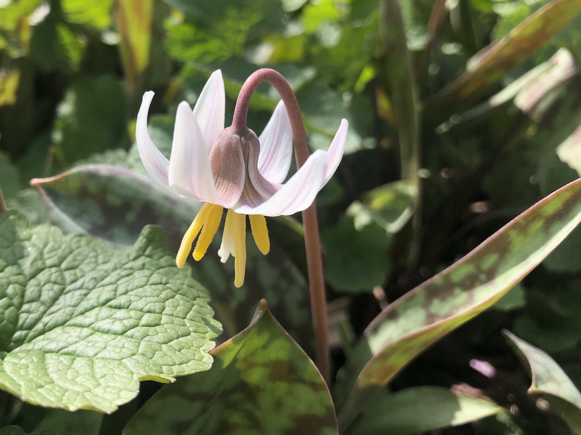 Trout Lily in Oak Savanna by Council Ring in Madison, Wisconsin on April 20, 2020.